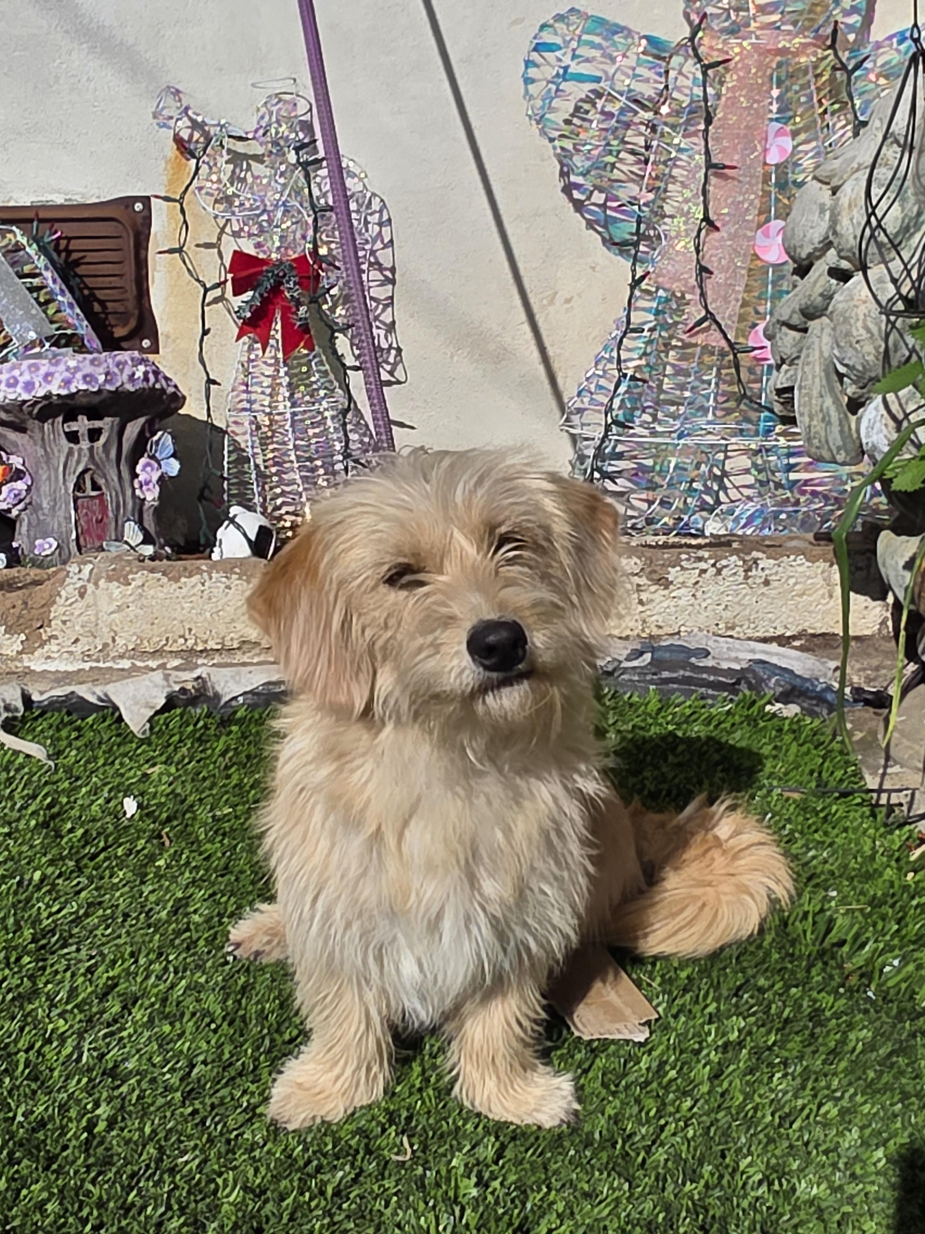 Chip, a ADOPTABLE mixed breed in San Diego, CA image 5/6