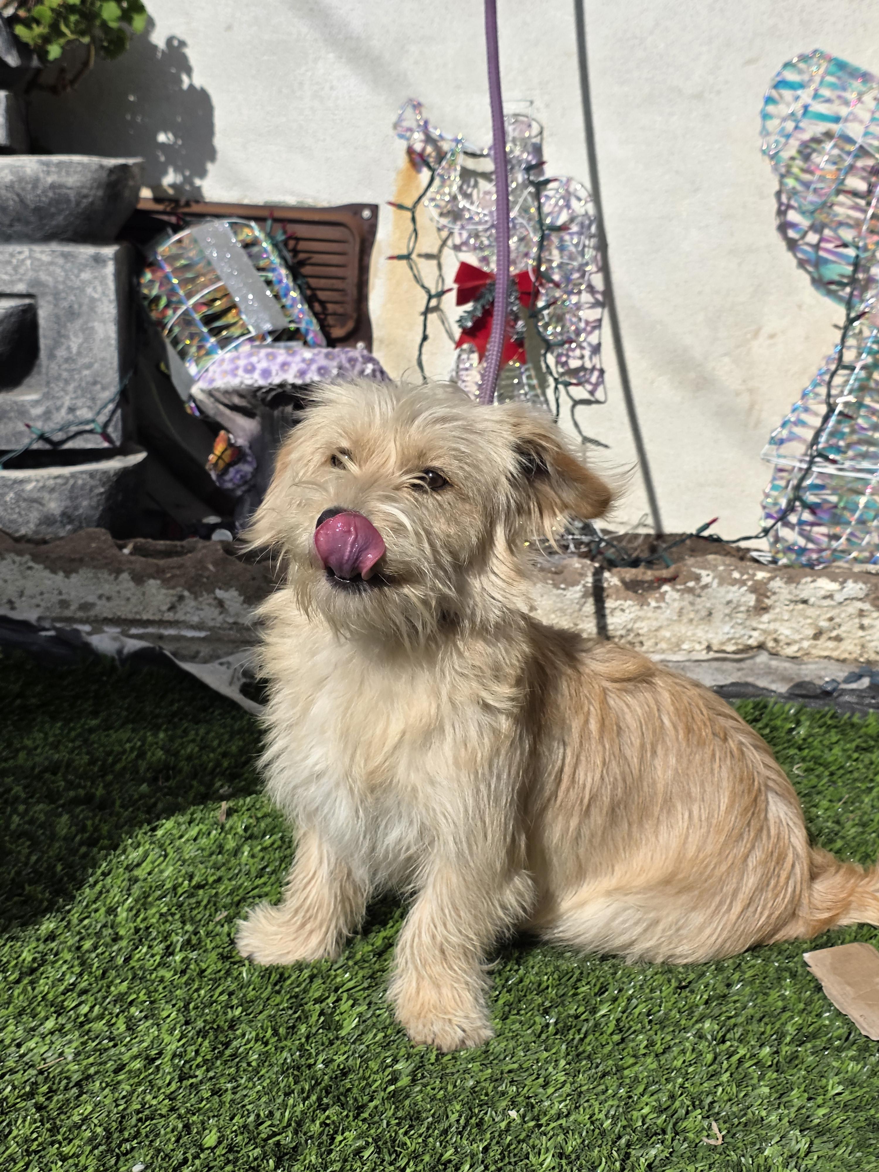 Chip, a ADOPTABLE mixed breed in San Diego, CA image 6/6