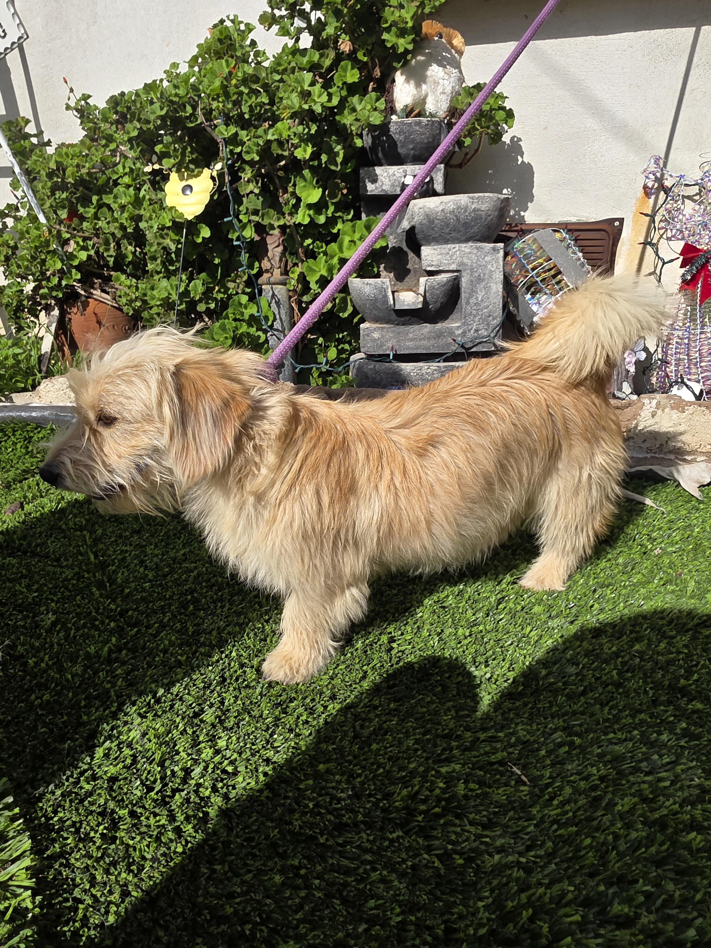 Chip, a ADOPTABLE mixed breed in San Diego, CA image 1/6