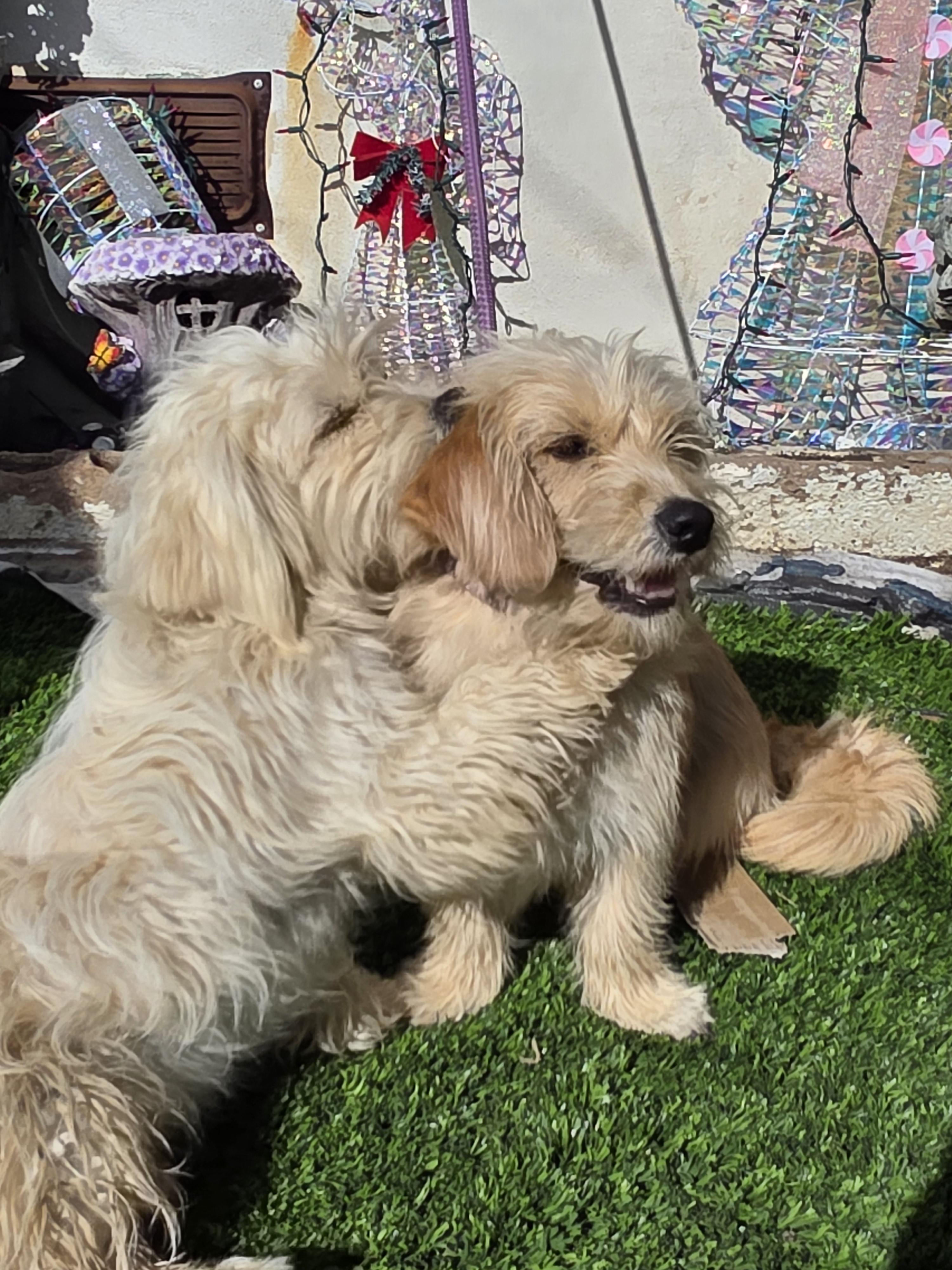 Chip, a ADOPTABLE mixed breed in San Diego, CA image 3/6