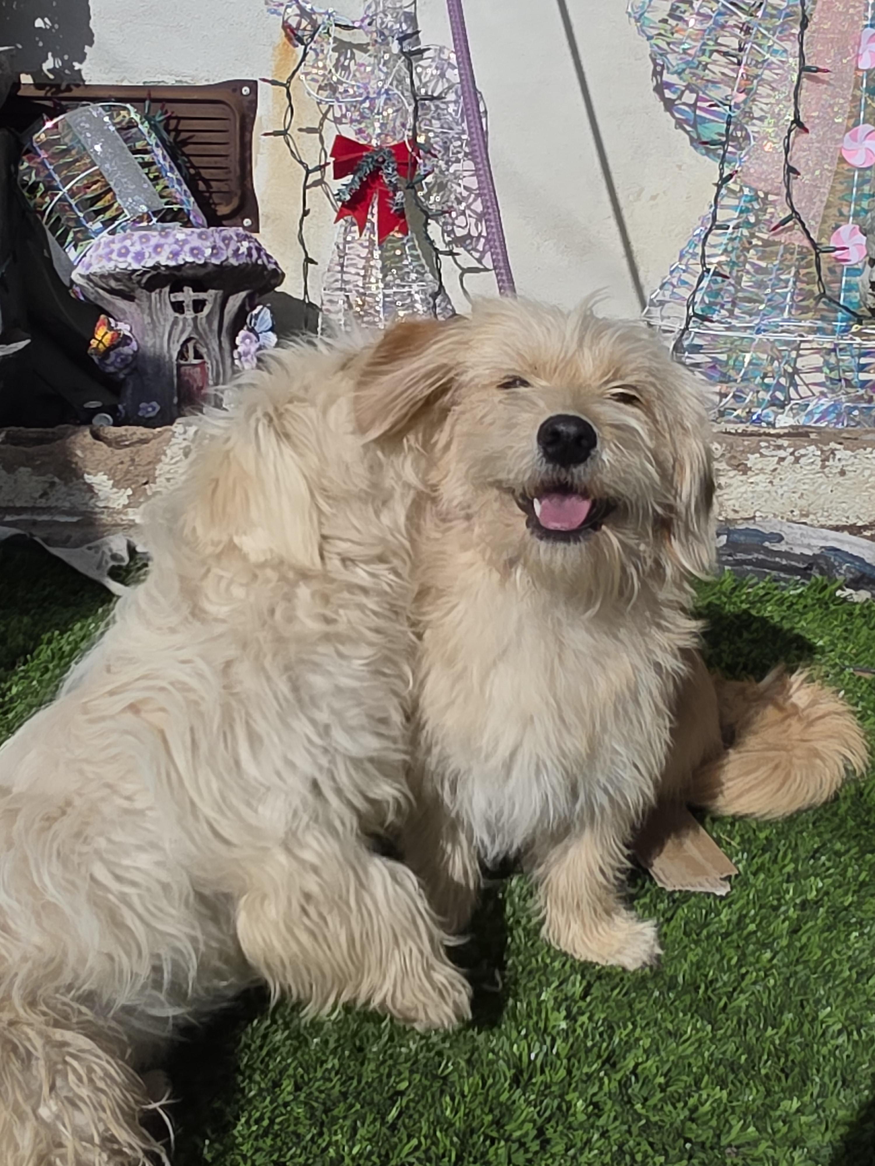 Chip, a ADOPTABLE mixed breed in San Diego, CA image 2/6