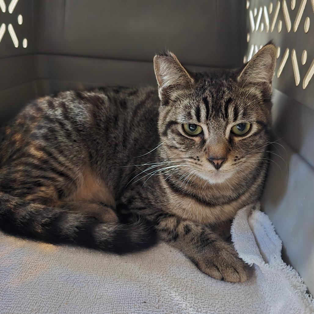 Enlarge Wile E, a Adoptable Domestic Short Hair in Jacksonville, OR image 1/2