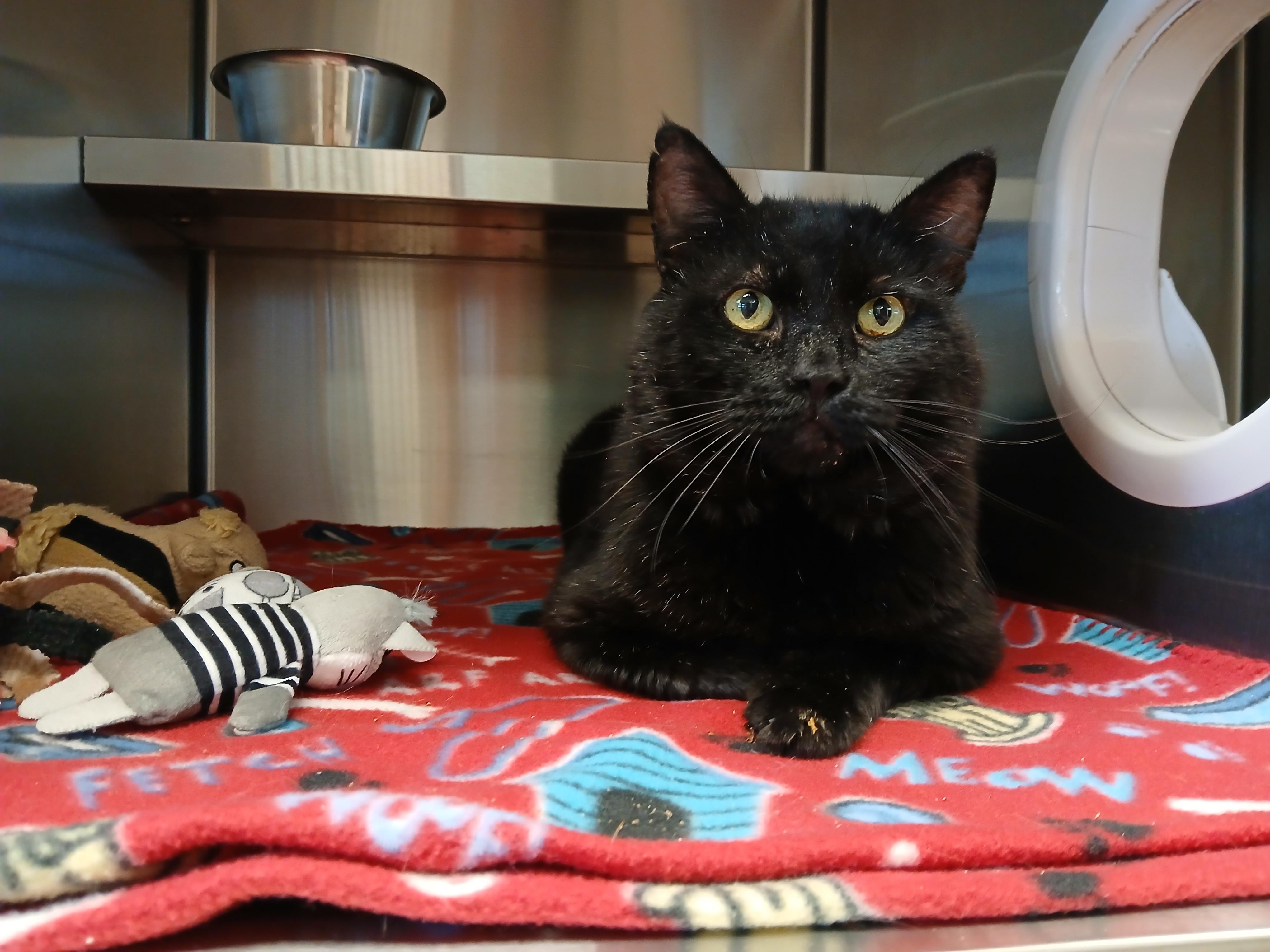 Guinness, ADOPTABLE, Adult Male Domestic Short Hair.