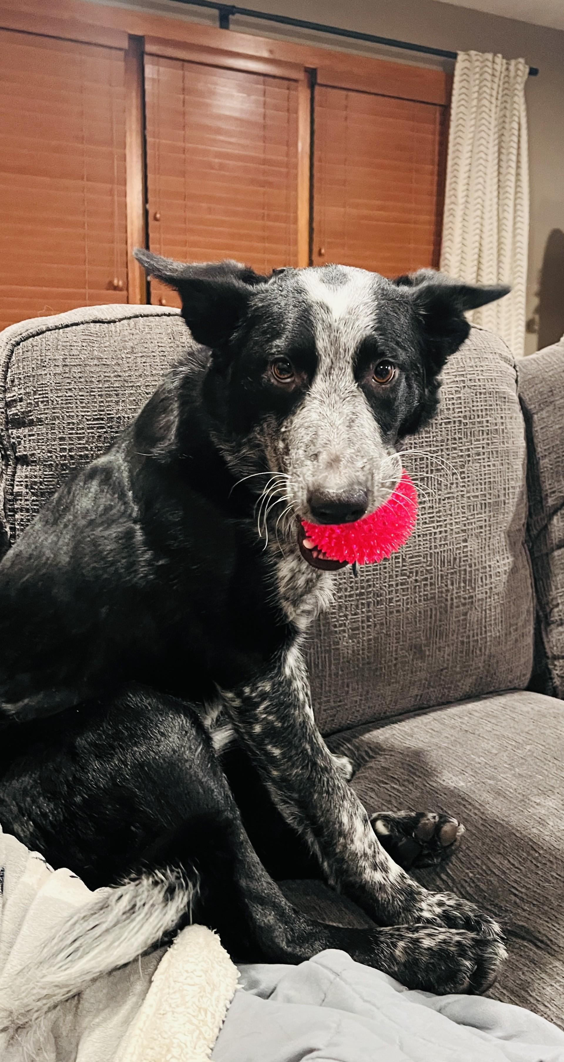 Enlarge Auzzie, a Adoptable Mixed Breed in Sioux Falls, SD image 5/6