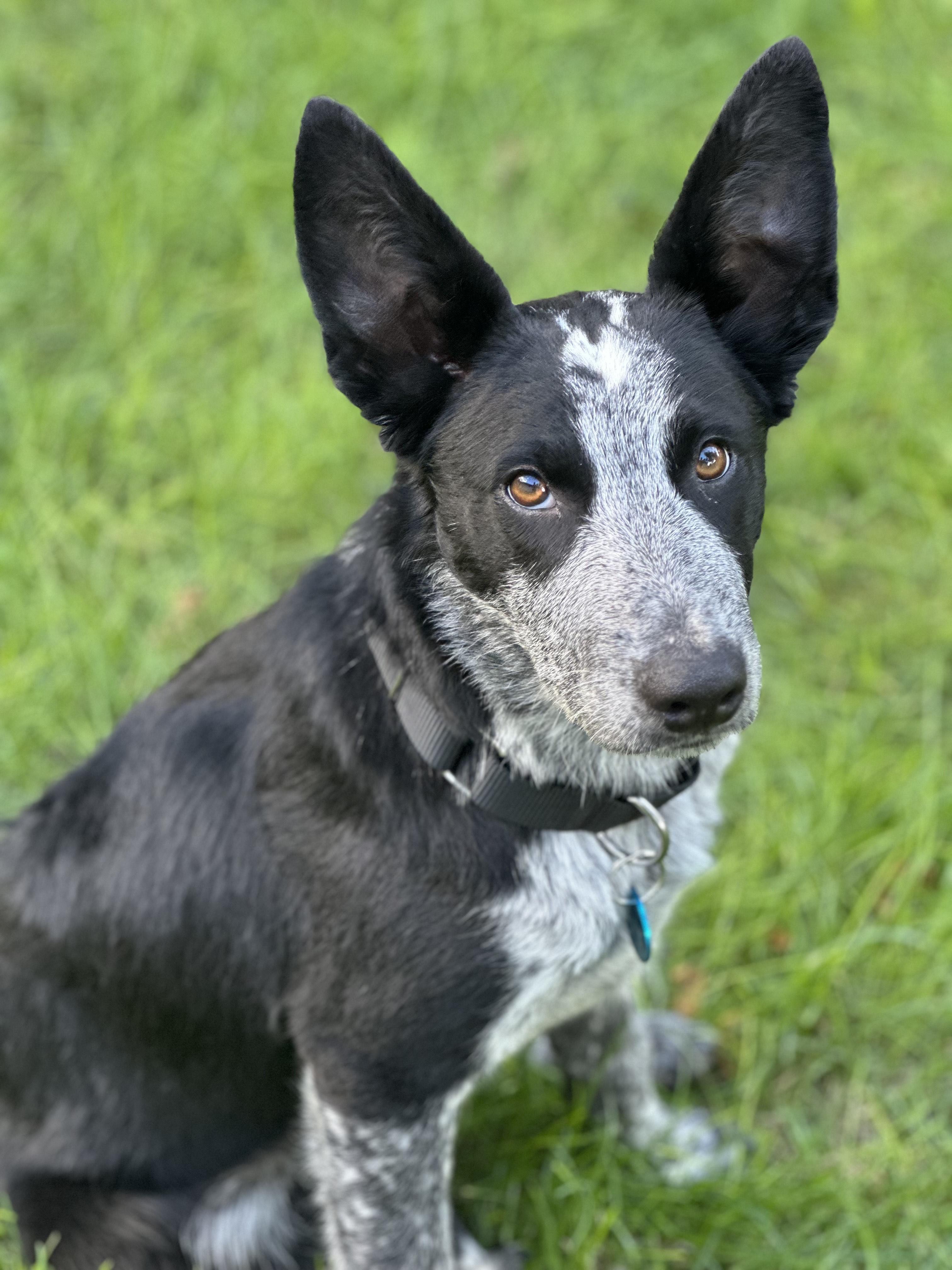 Auzzie