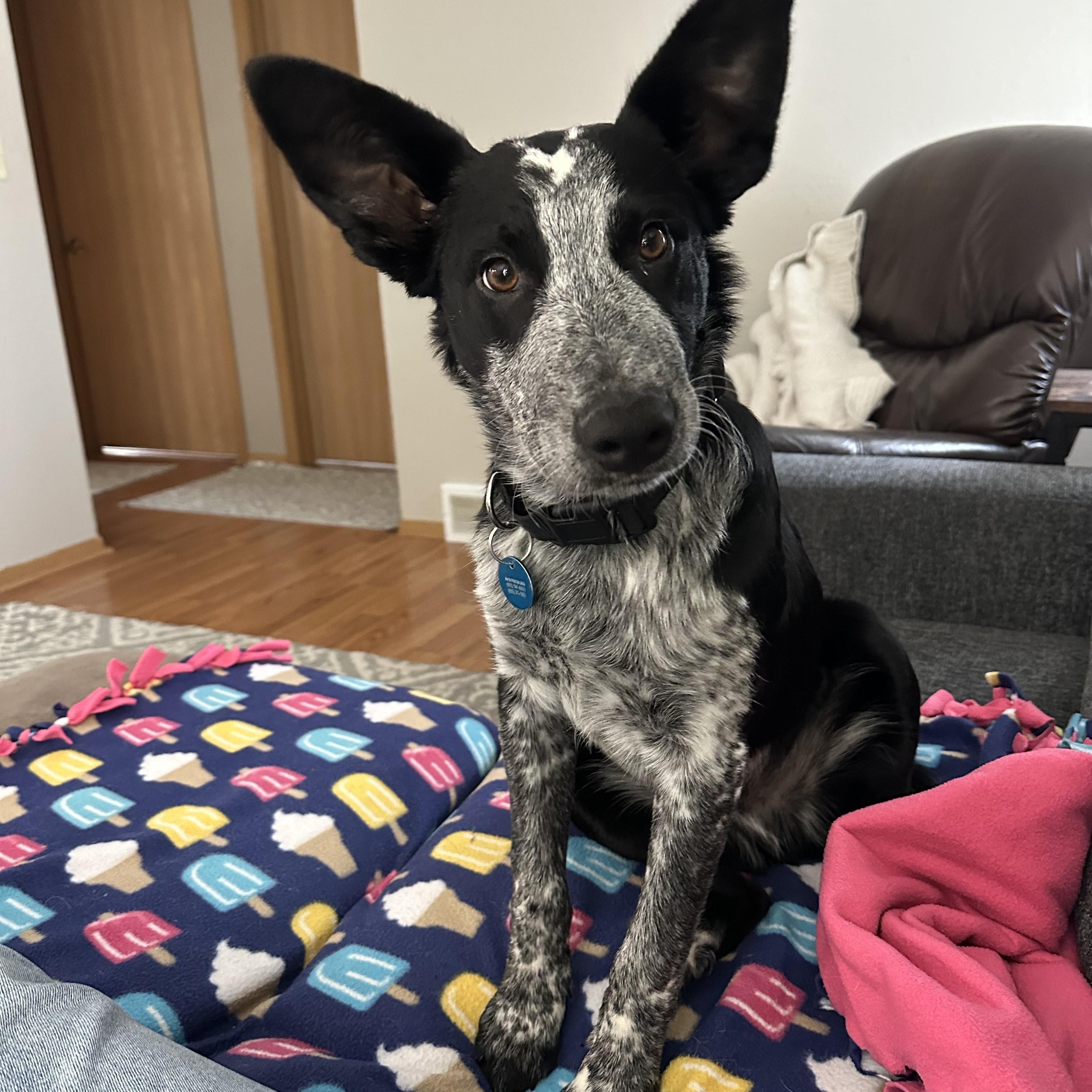 Auzzie, a Adoptable Mixed Breed in Sioux Falls, SD image 5/6