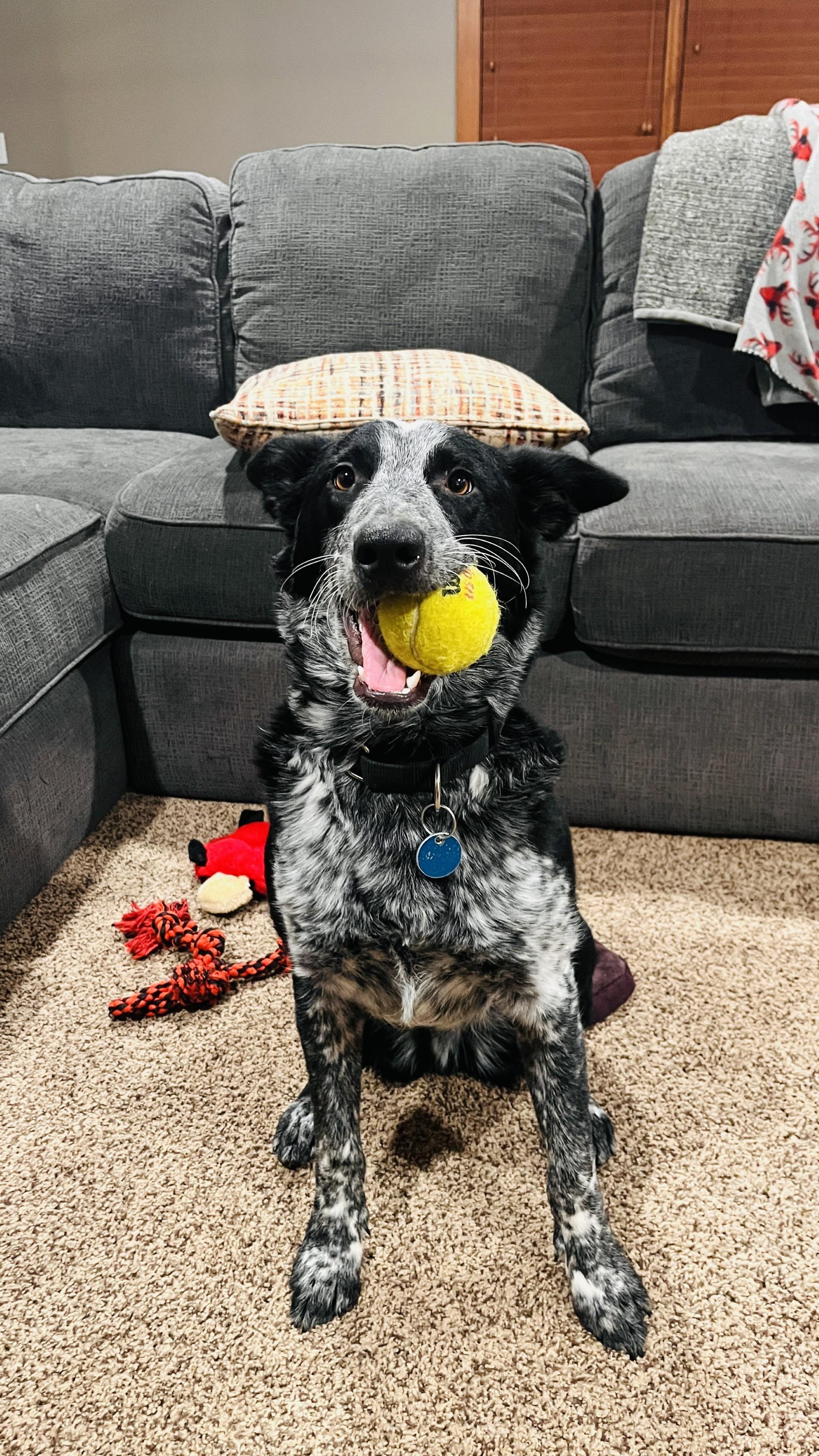 Auzzie — thumbnail 2