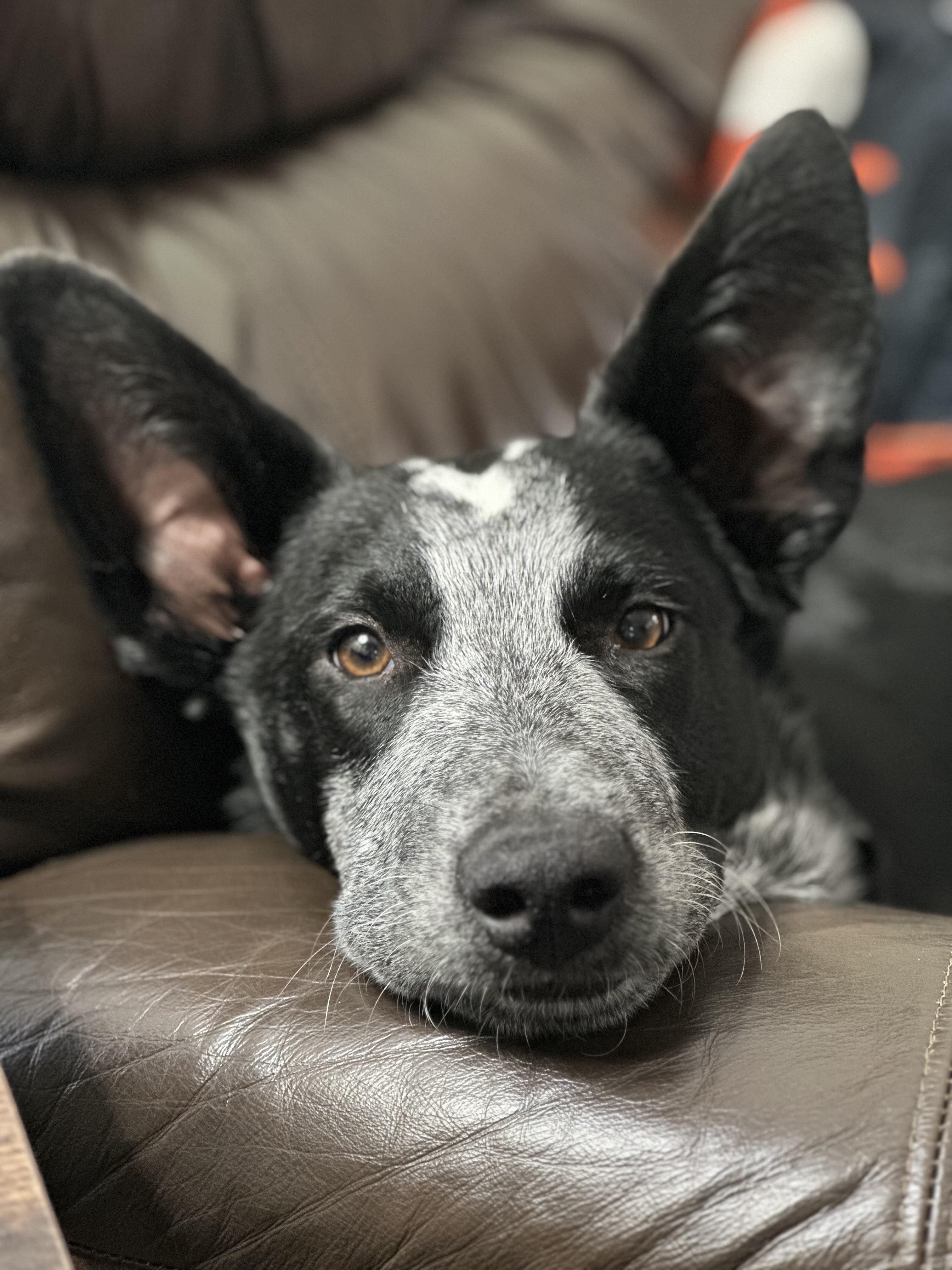 Auzzie, a Adoptable Mixed Breed in Sioux Falls, SD image 3/6