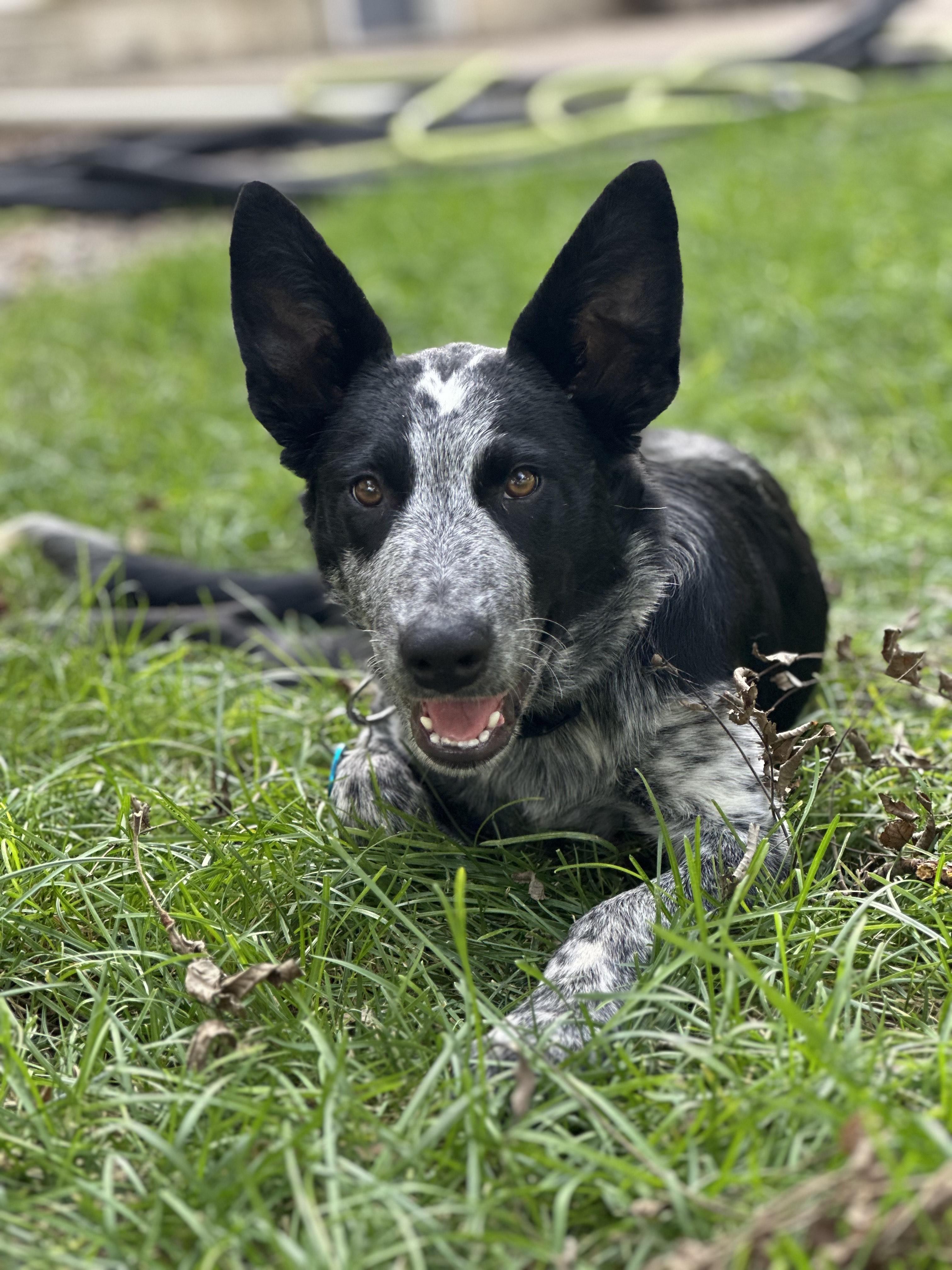 Auzzie, a Adoptable Mixed Breed in Sioux Falls, SD image 6/6