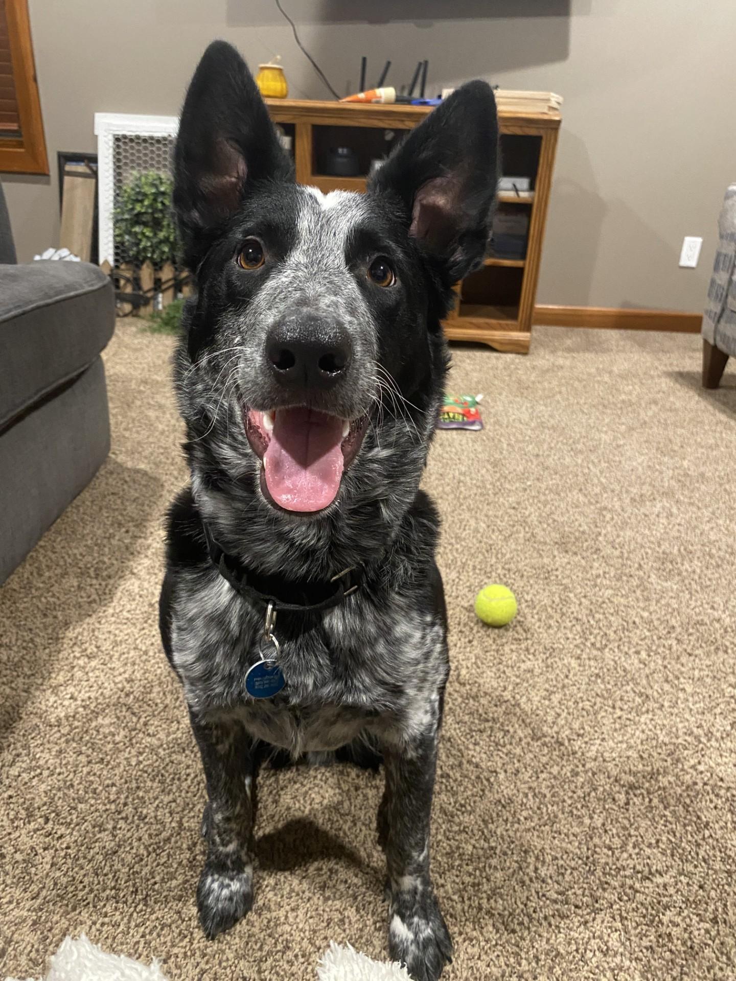 Auzzie — thumbnail 3