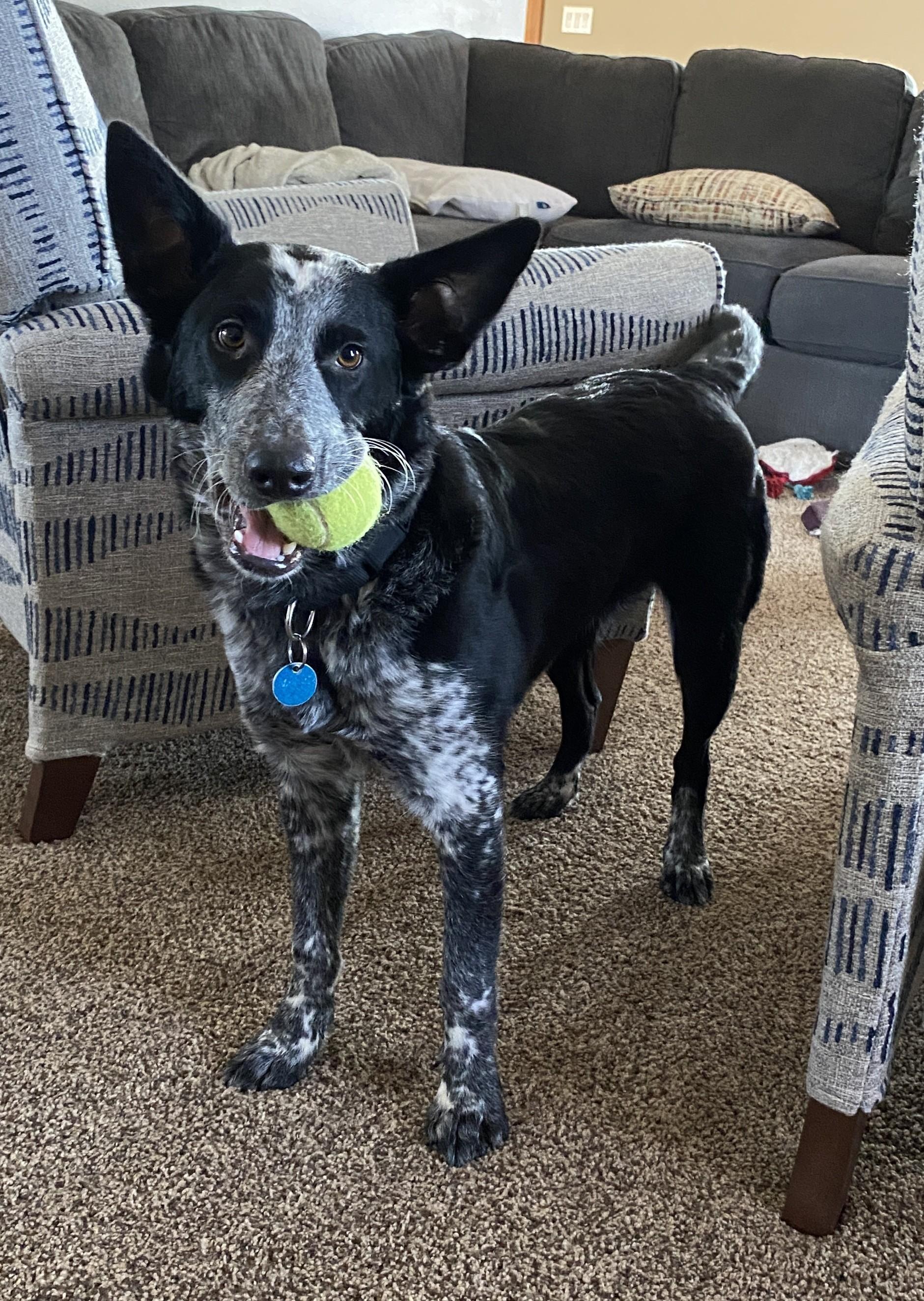 Auzzie — thumbnail 4