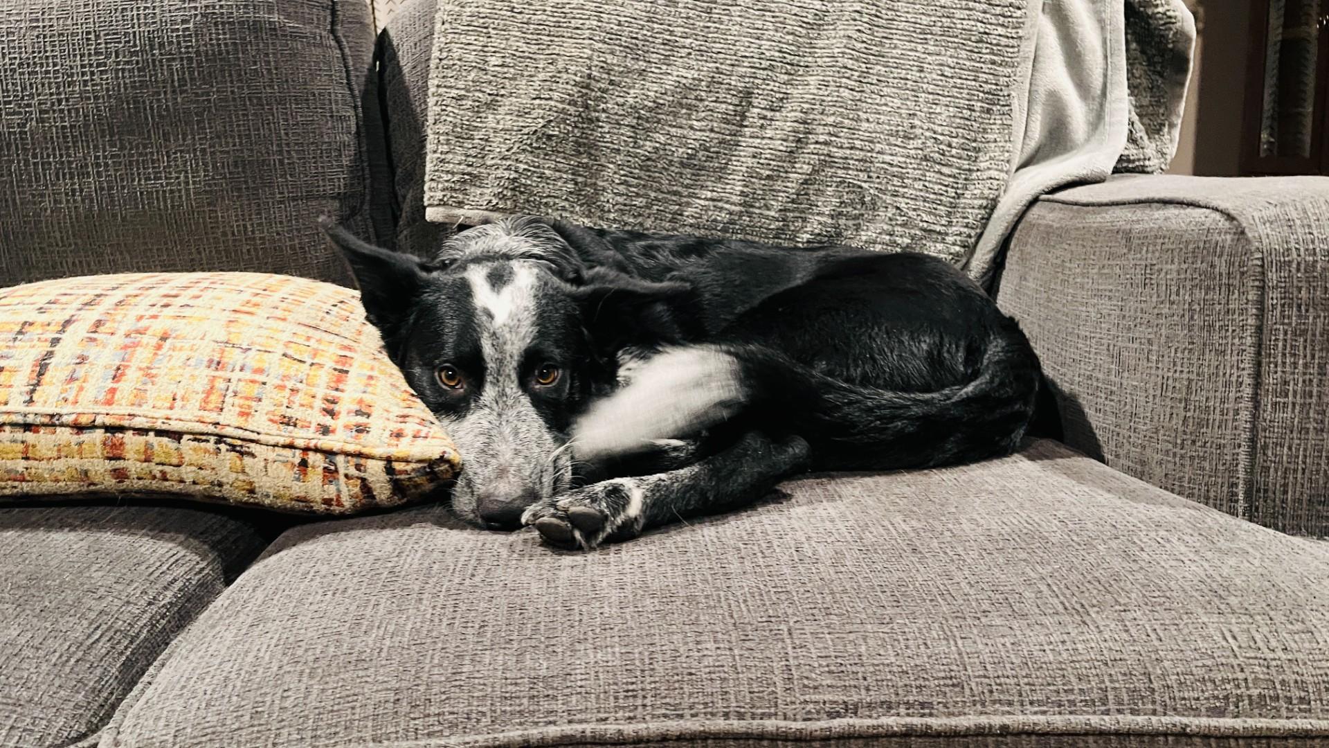 Auzzie — thumbnail 5