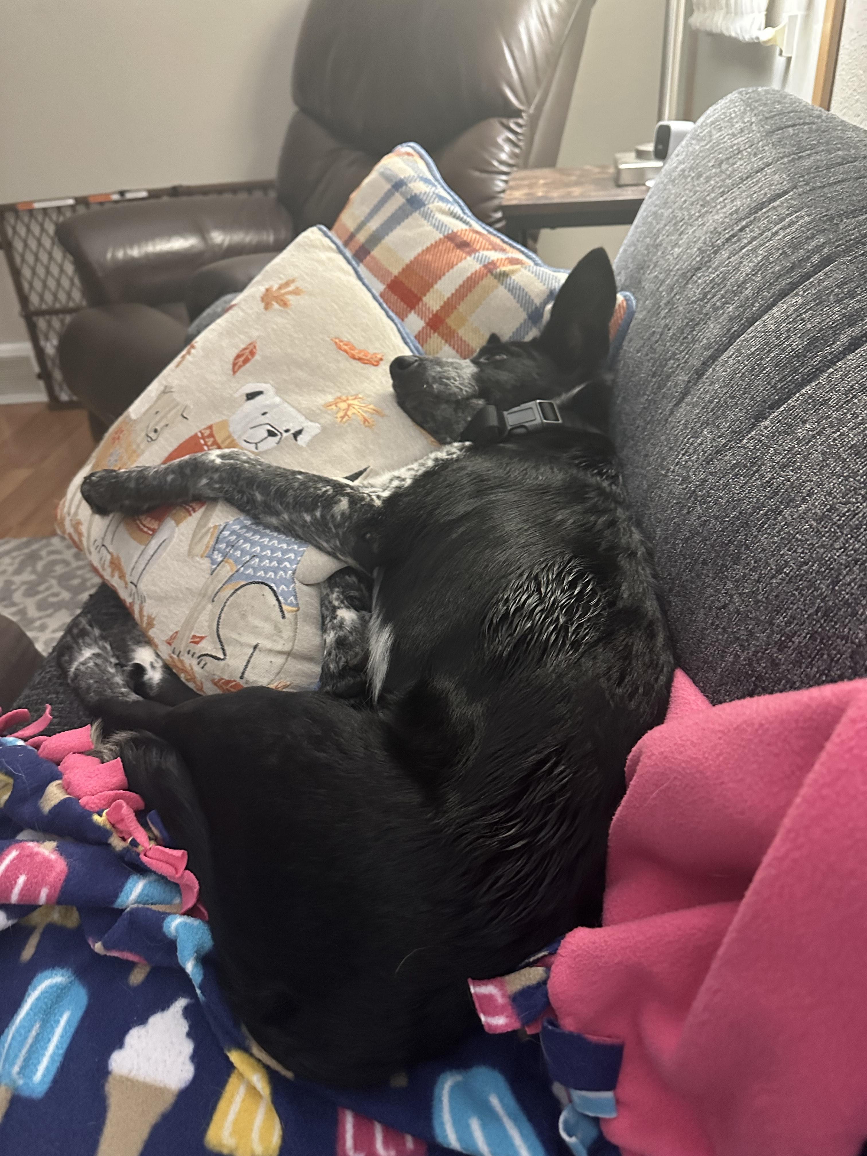 Auzzie, a Adoptable Mixed Breed in Sioux Falls, SD image 4/6