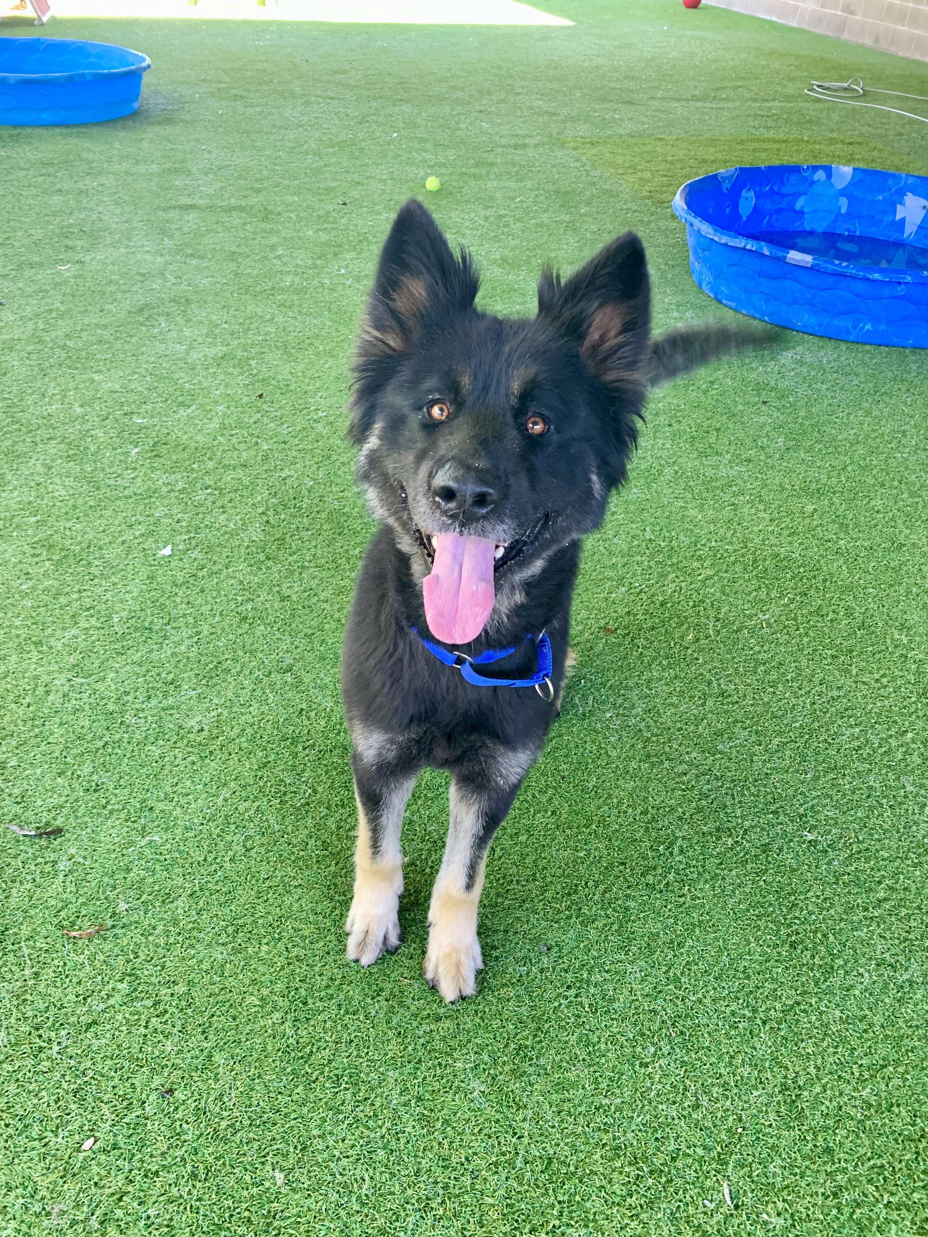 Duffy, a ADOPTABLE mixed breed in Grass Valley, CA image 3/6