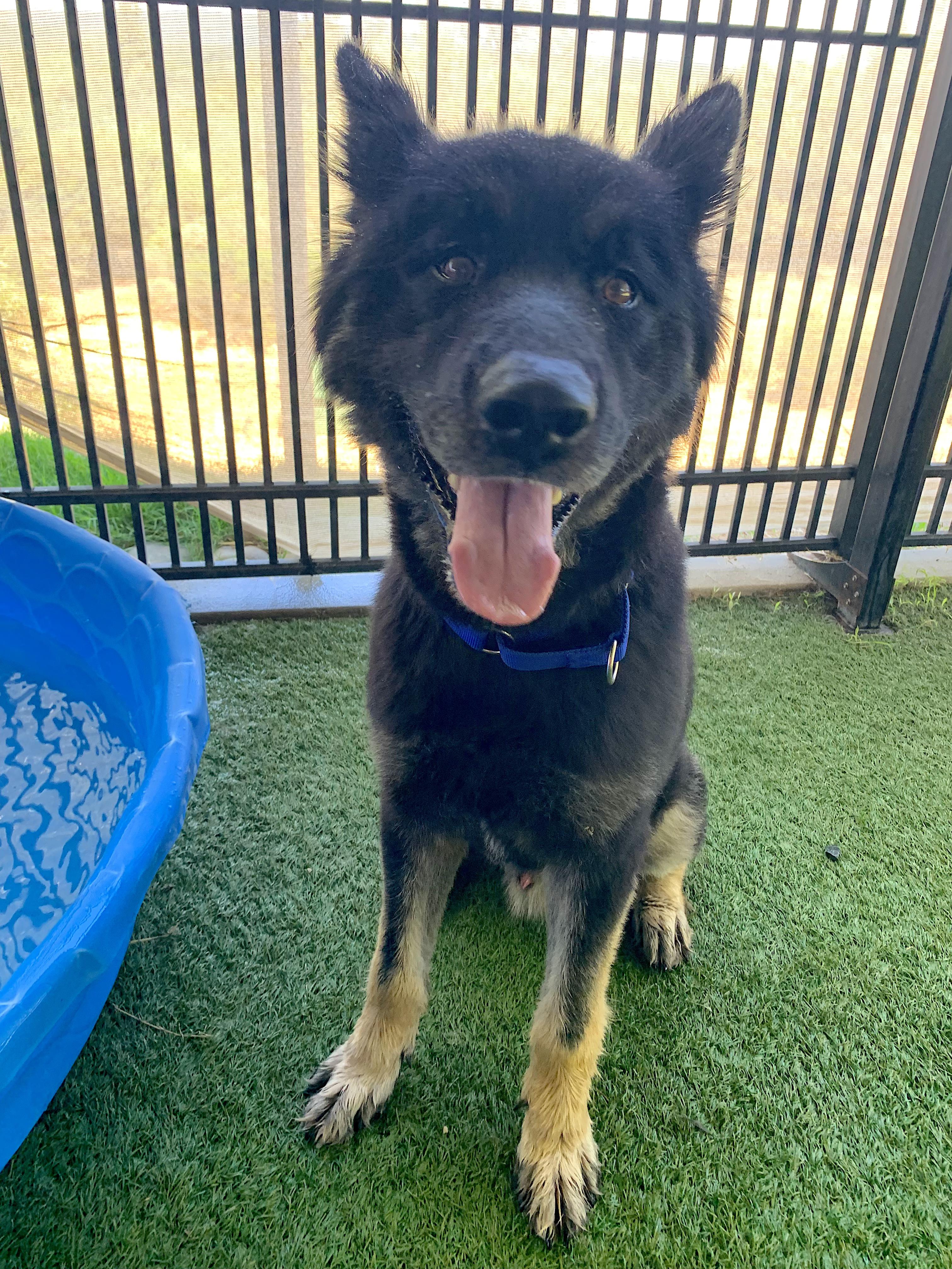 Duffy, a ADOPTABLE mixed breed in Grass Valley, CA image 4/6