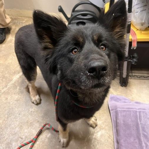 Duffy, a ADOPTABLE mixed breed in Grass Valley, CA image 5/6