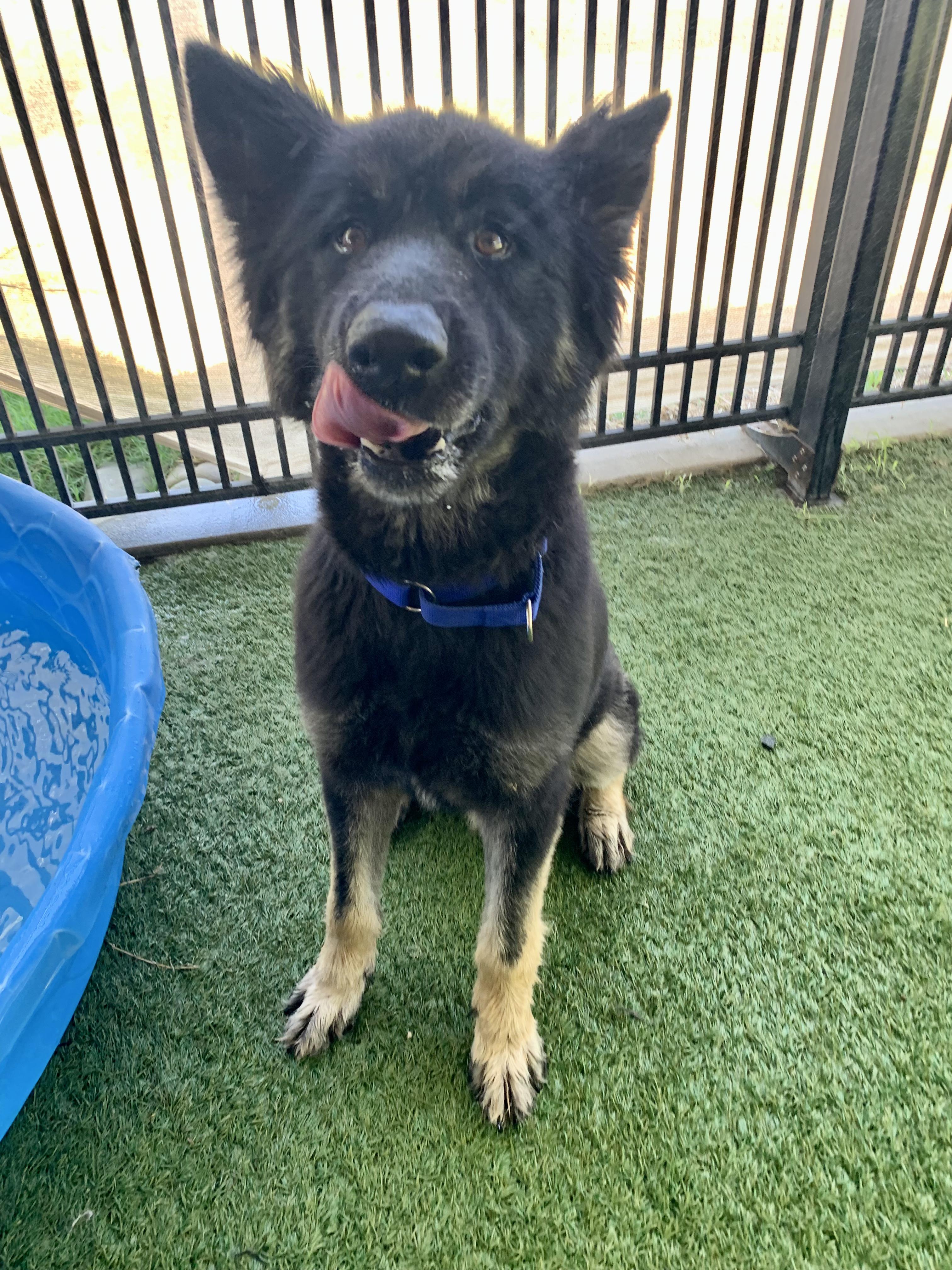 Duffy, a ADOPTABLE mixed breed in Grass Valley, CA image 2/6