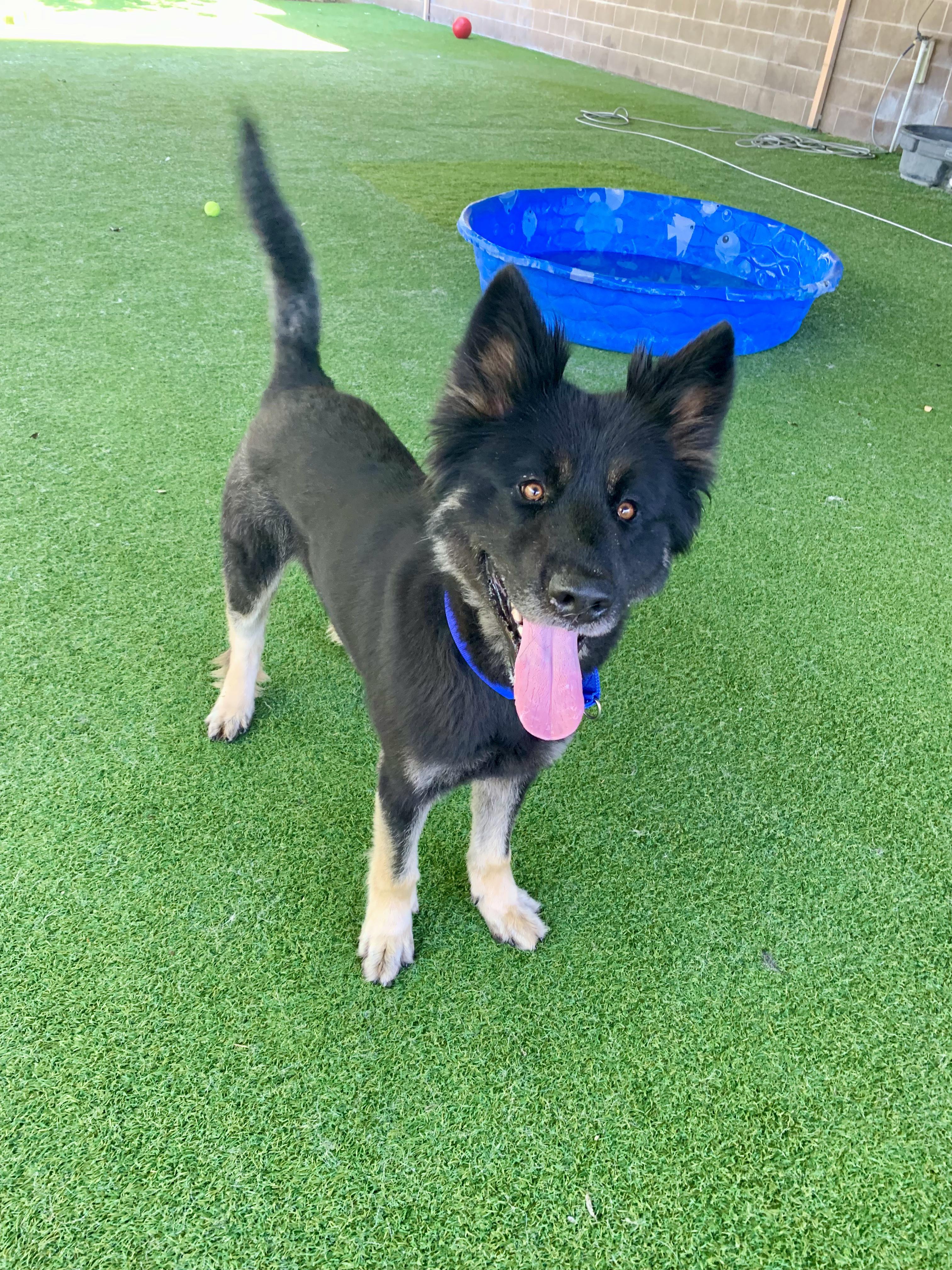 Duffy, ADOPTABLE, Young Male Shepherd.