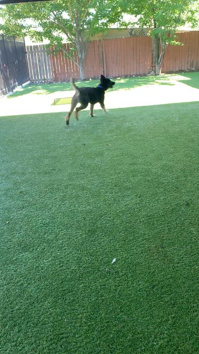 Enlarge Duffy, a ADOPTABLE mixed breed in Grass Valley, CA video 6/6