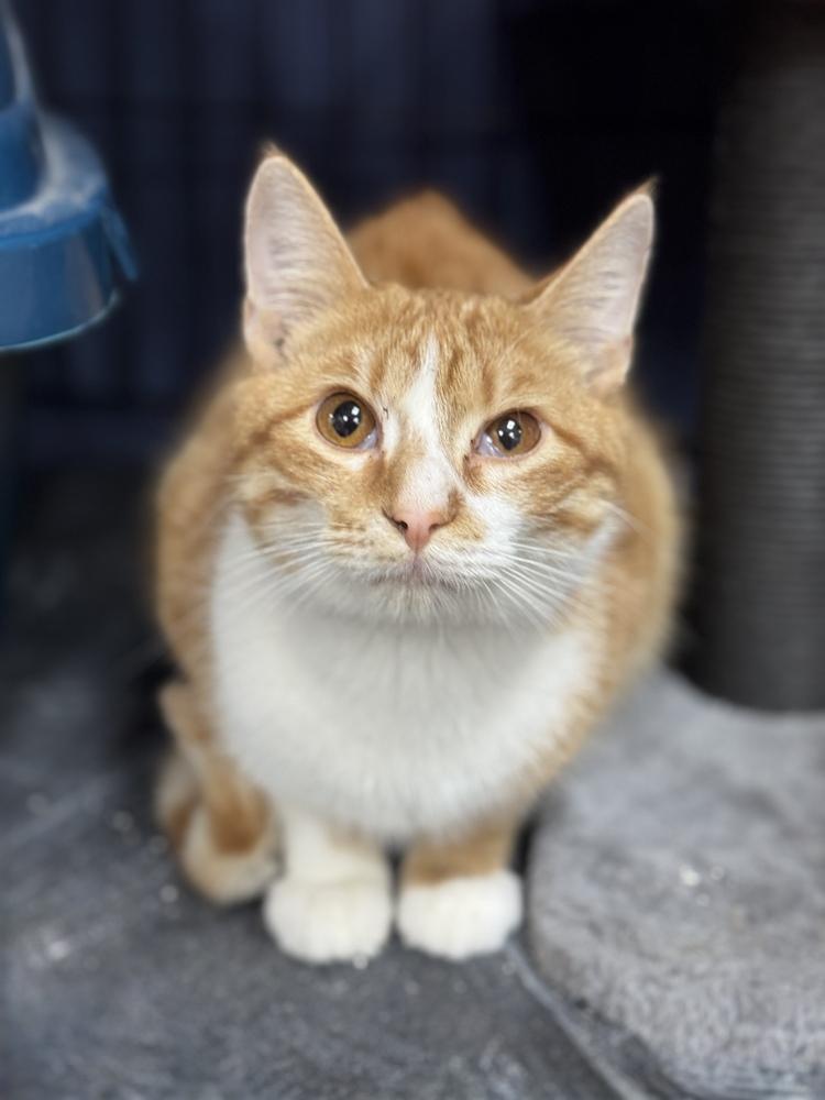 Cheesecake, a Adoptable mixed breed in Mundelein, IL image 2/6