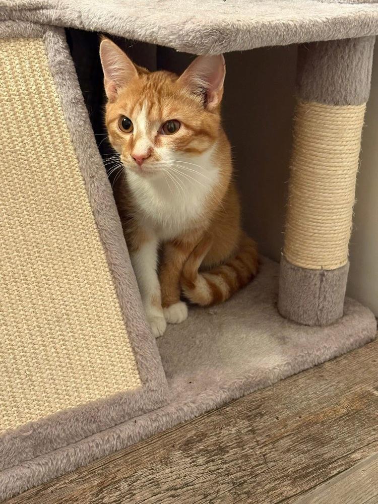 Cheesecake, a Adoptable mixed breed in Mundelein, IL image 5/6