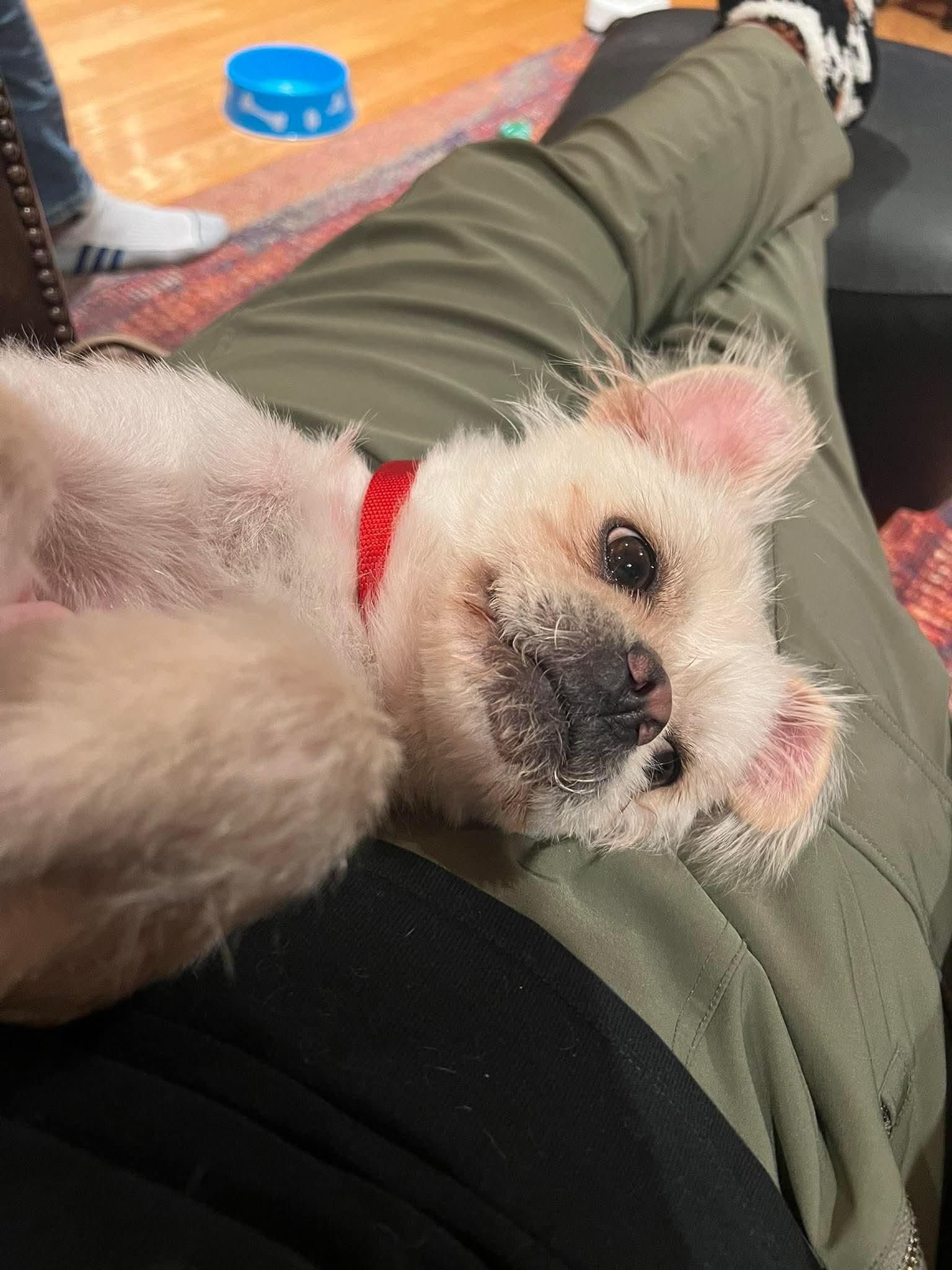 26Perdita, a ADOPTABLE mixed breed in Shingle Springs, CA image 3/5