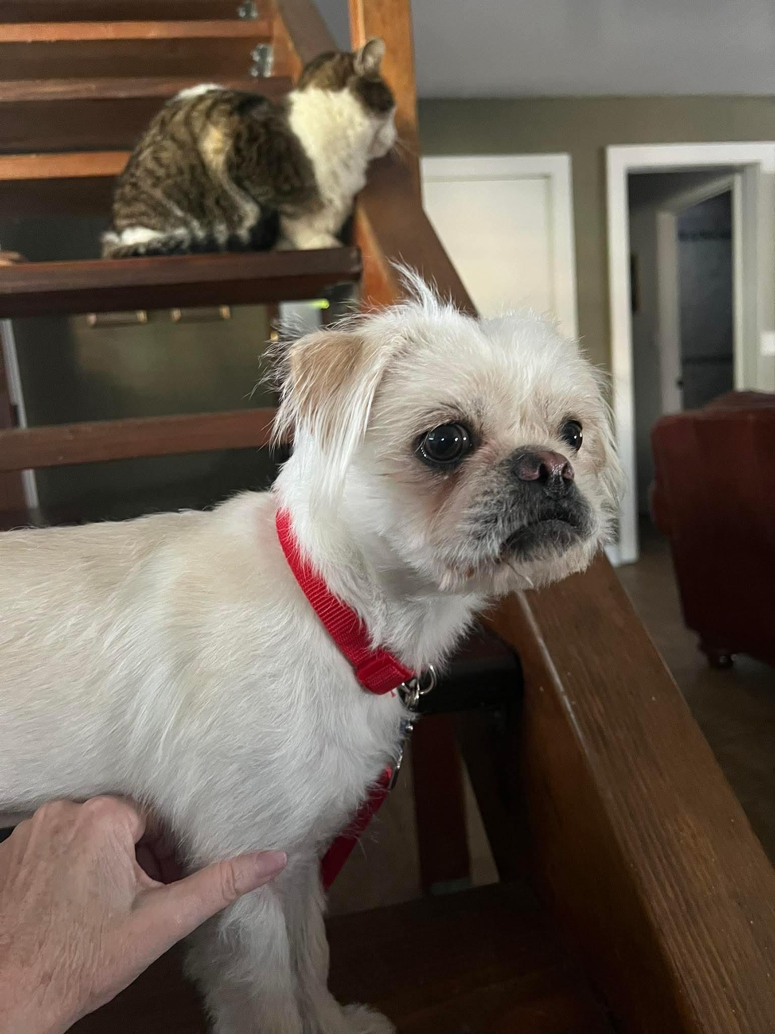 26Perdita, a ADOPTABLE mixed breed in Shingle Springs, CA image 2/5