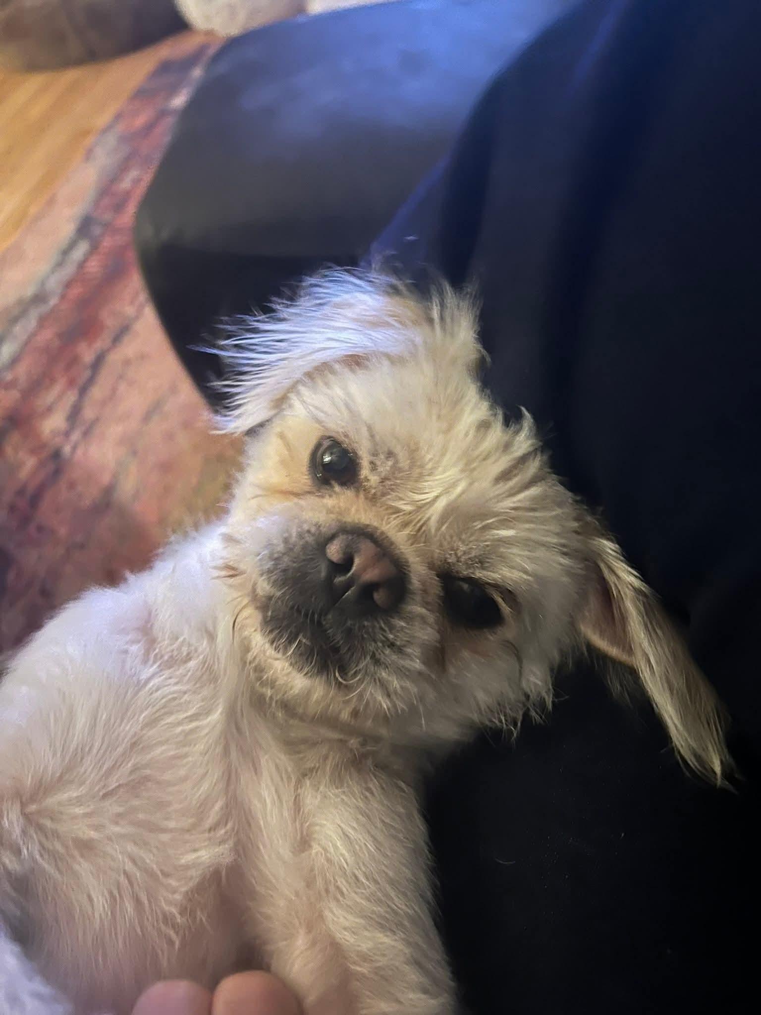 26Perdita, a ADOPTABLE mixed breed in Shingle Springs, CA image 5/5