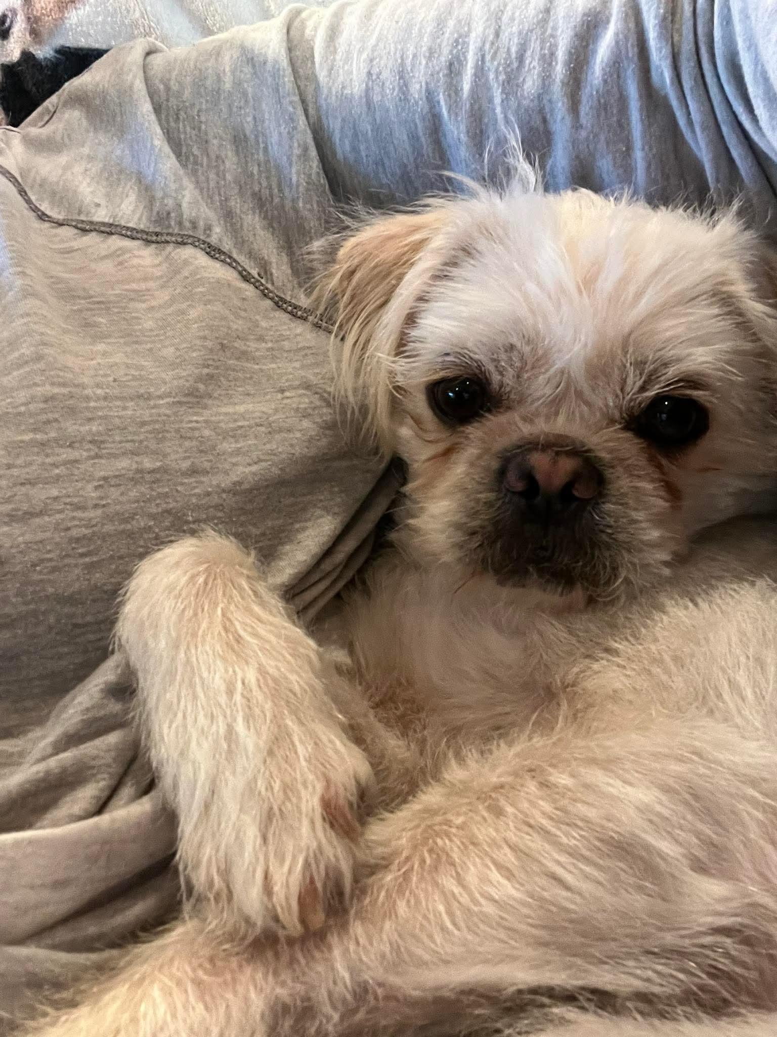 26Perdita, a ADOPTABLE mixed breed in Shingle Springs, CA image 1/5