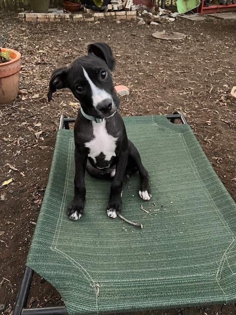 Enlarge Shae, a Adoptable mixed breed in Hewitt, TX image 1/6