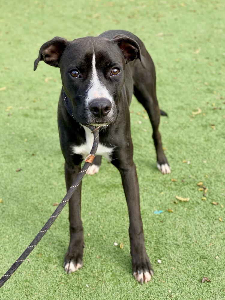 Enlarge Shae, a Adoptable mixed breed in Hewitt, TX image 2/6