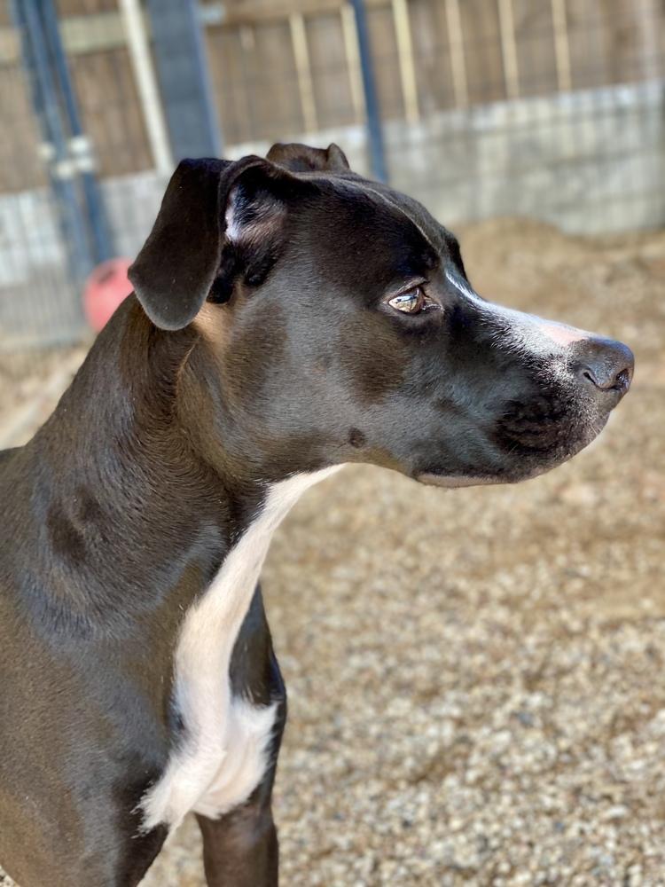Enlarge Shae, a Adoptable mixed breed in Hewitt, TX image 3/6