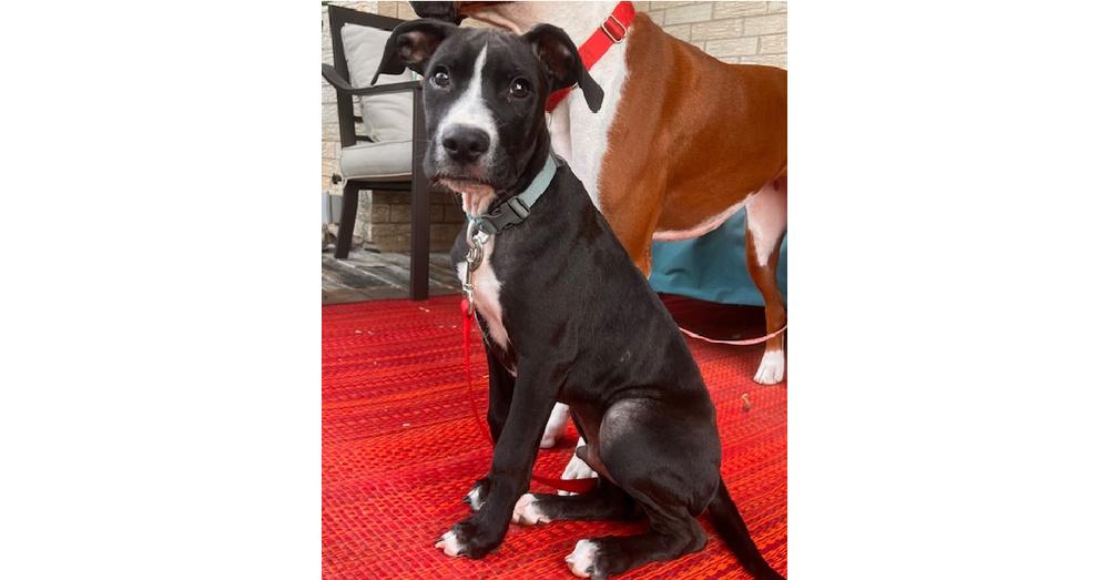 Enlarge Shae, a Adoptable mixed breed in Hewitt, TX image 4/6