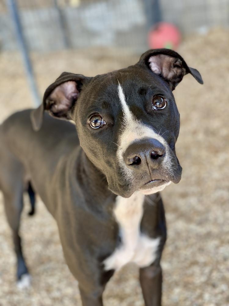 Enlarge Shae, a Adoptable mixed breed in Hewitt, TX image 5/6