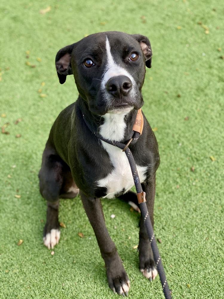 Enlarge Shae, a Adoptable mixed breed in Hewitt, TX image 6/6