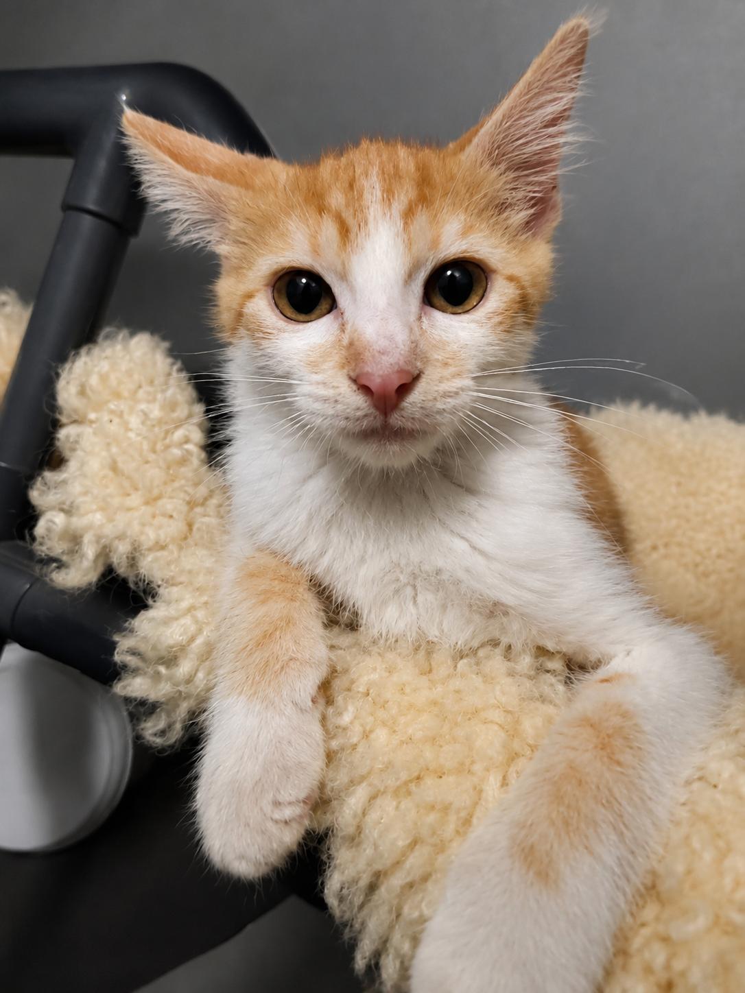 Bella, a Adoptable Domestic Short Hair in Rio Linda, CA image 1/5