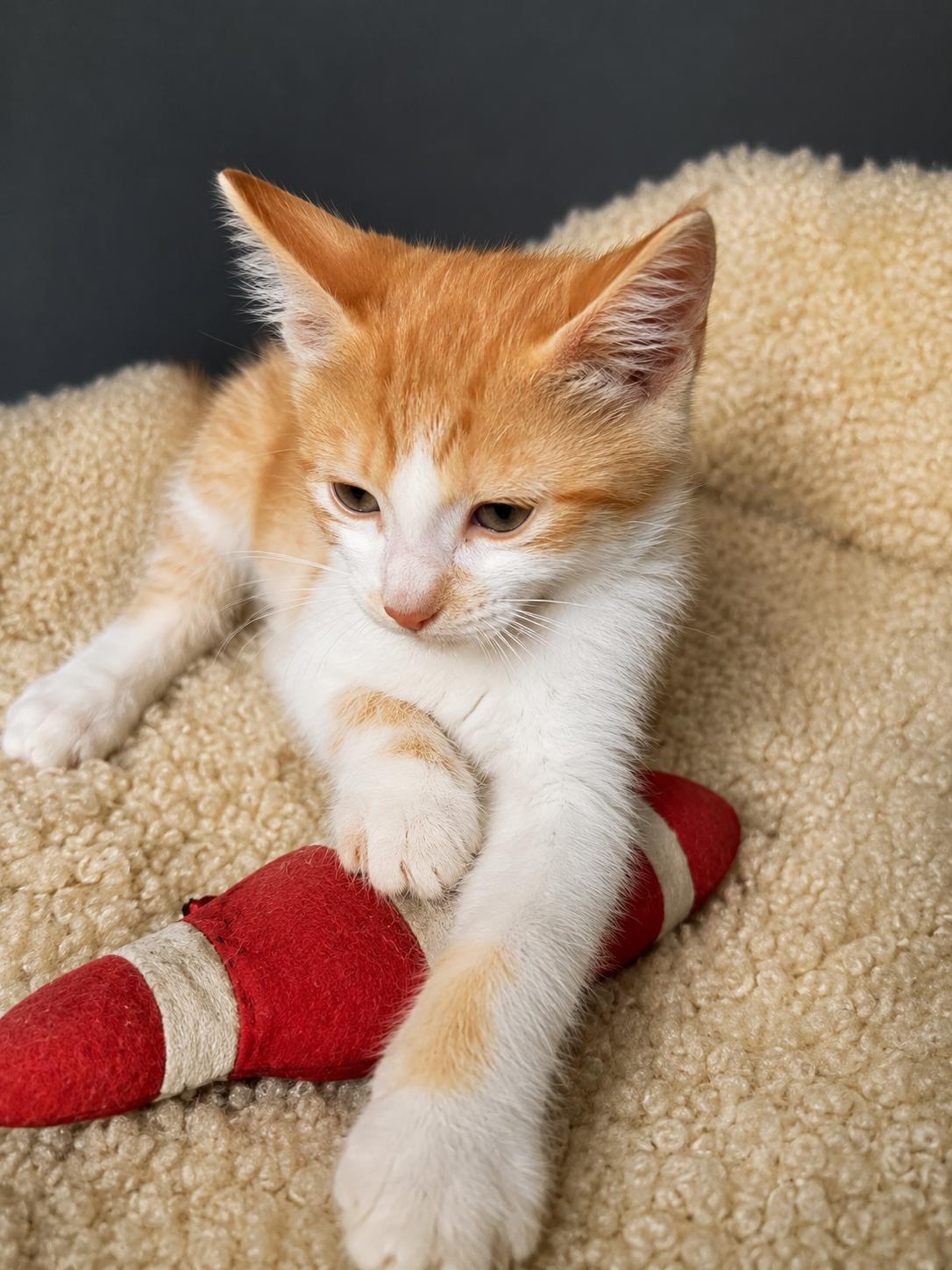 Bella, Adoptable, Kitten Female Domestic Short Hair.