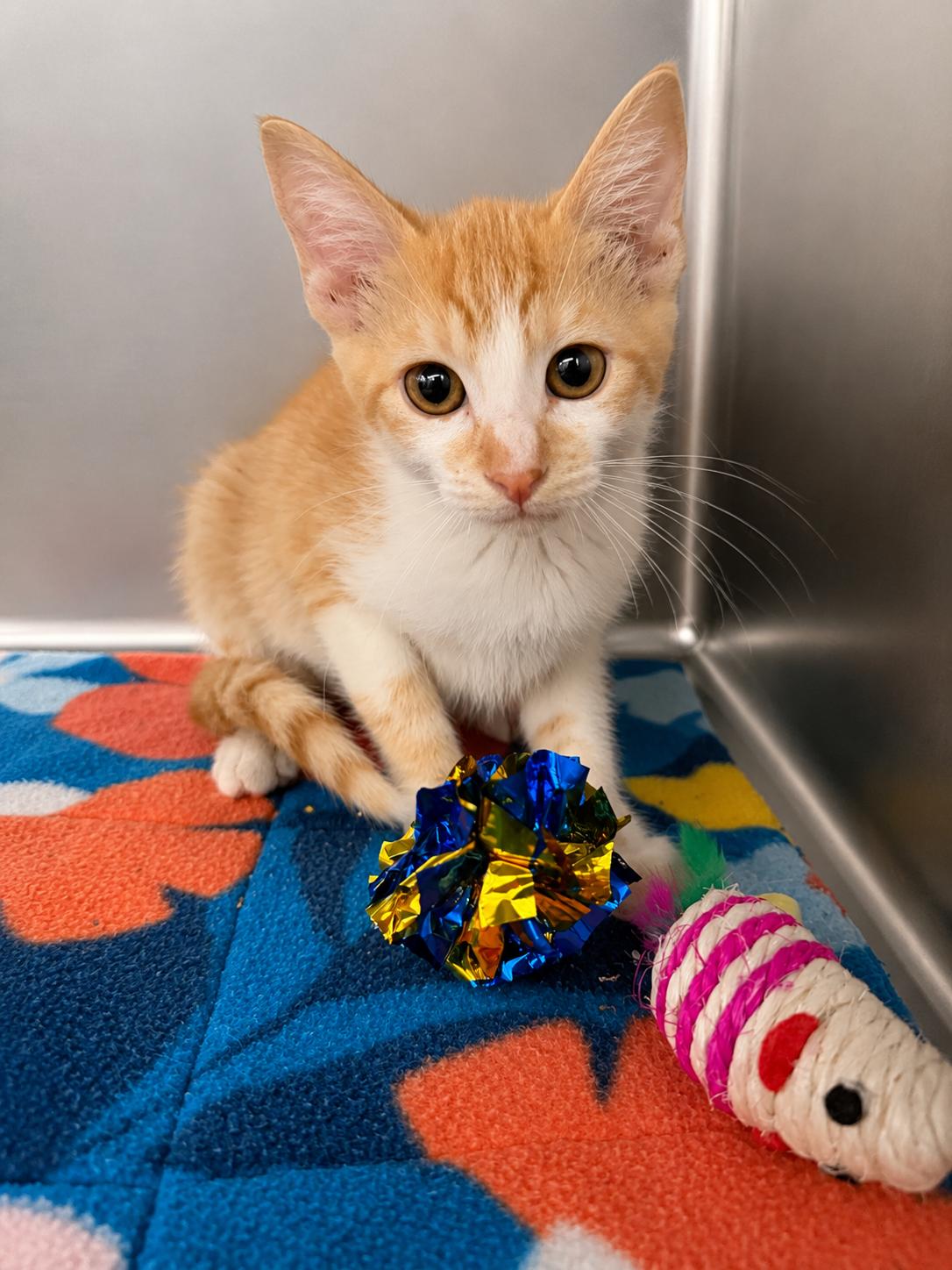 Bella, a Adoptable Domestic Short Hair in Rio Linda, CA image 3/5
