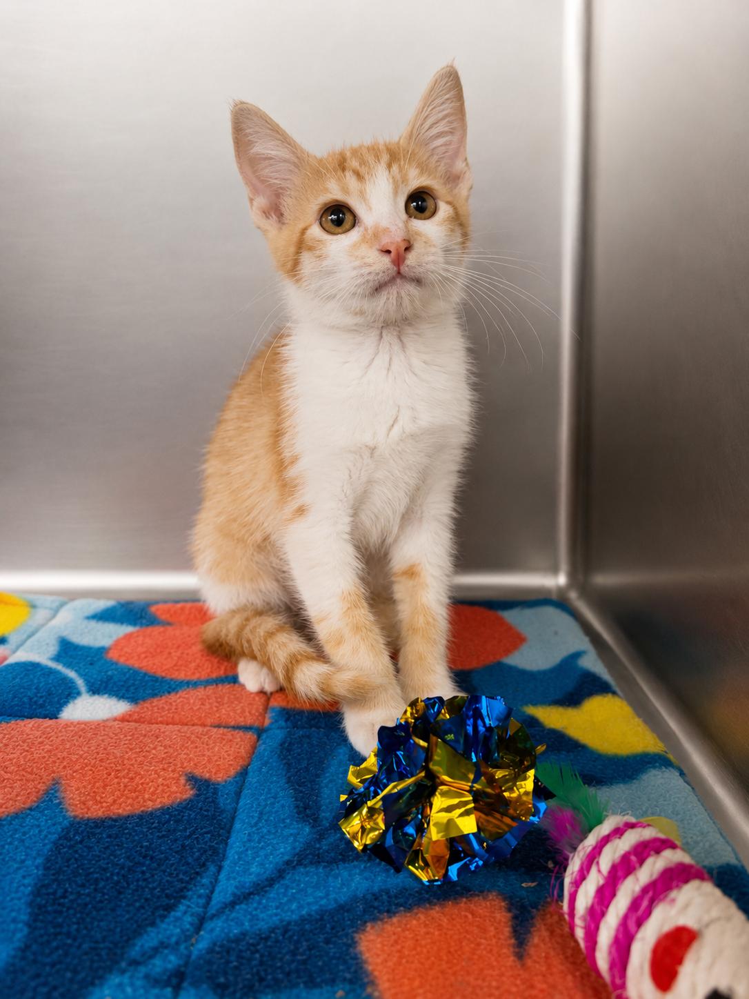 Bella, a Adoptable Domestic Short Hair in Rio Linda, CA image 4/5