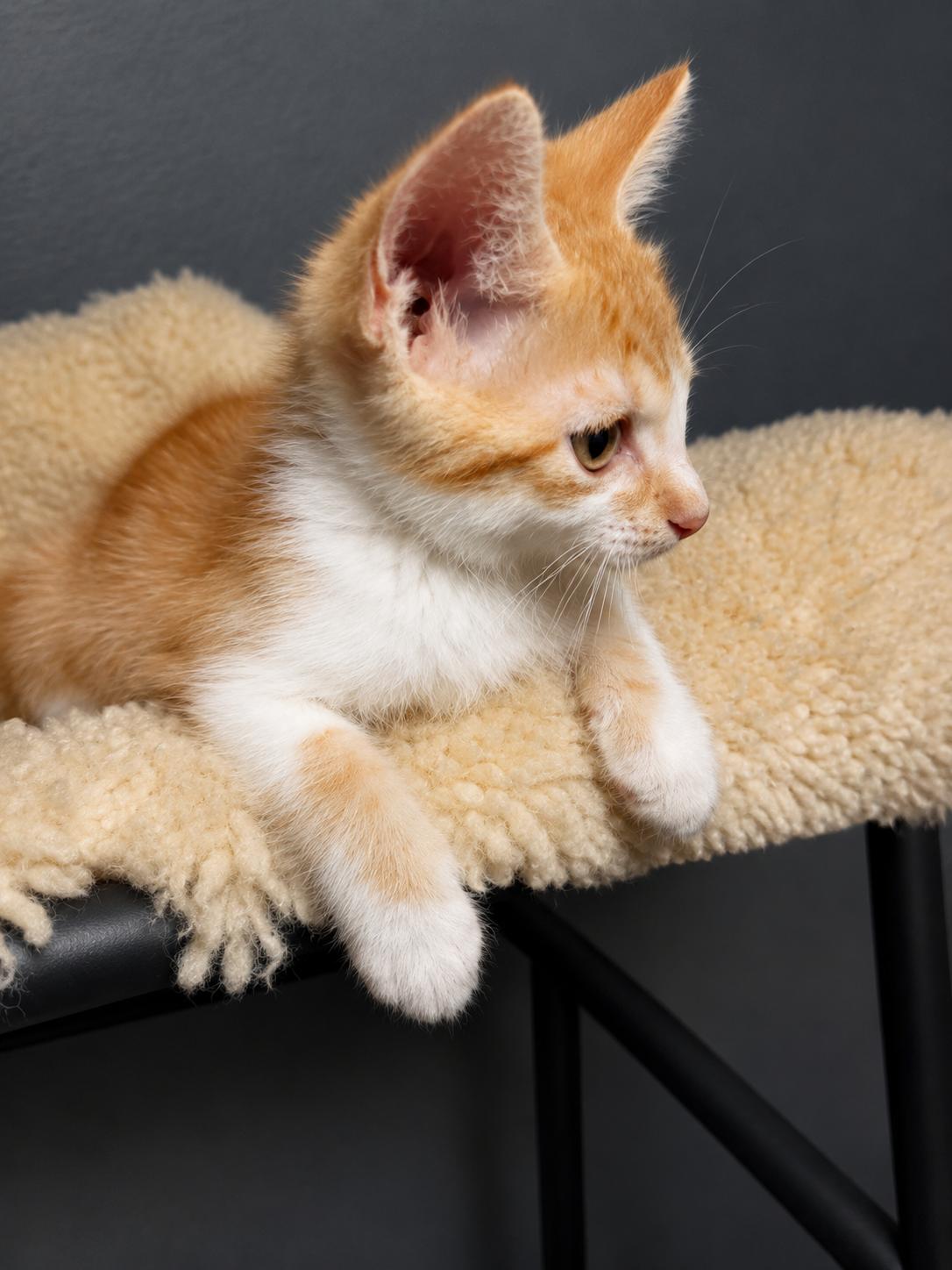 Bella, a Adoptable Domestic Short Hair in Rio Linda, CA image 5/5