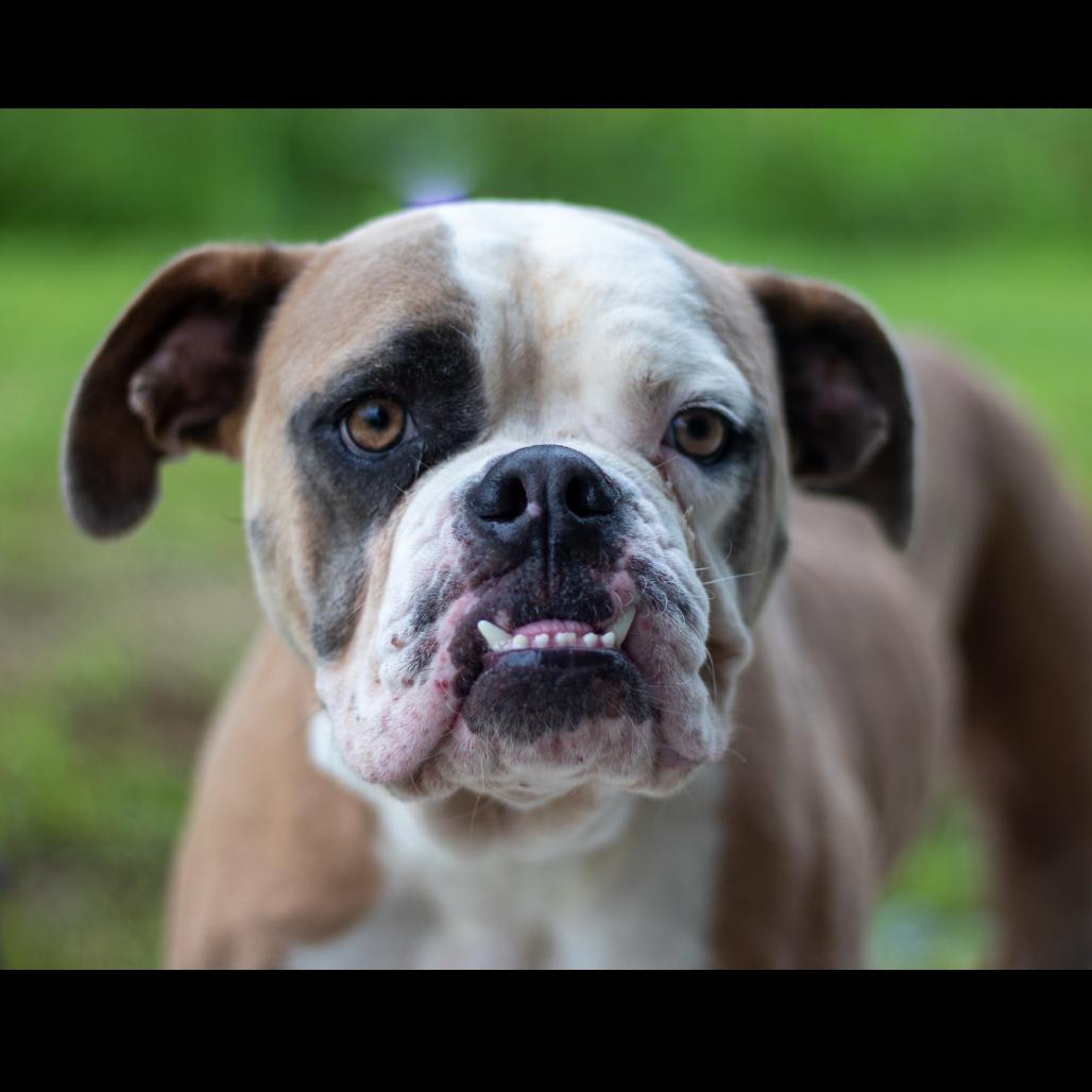 Daffy, Adoptable, Adult Female American Bulldog.