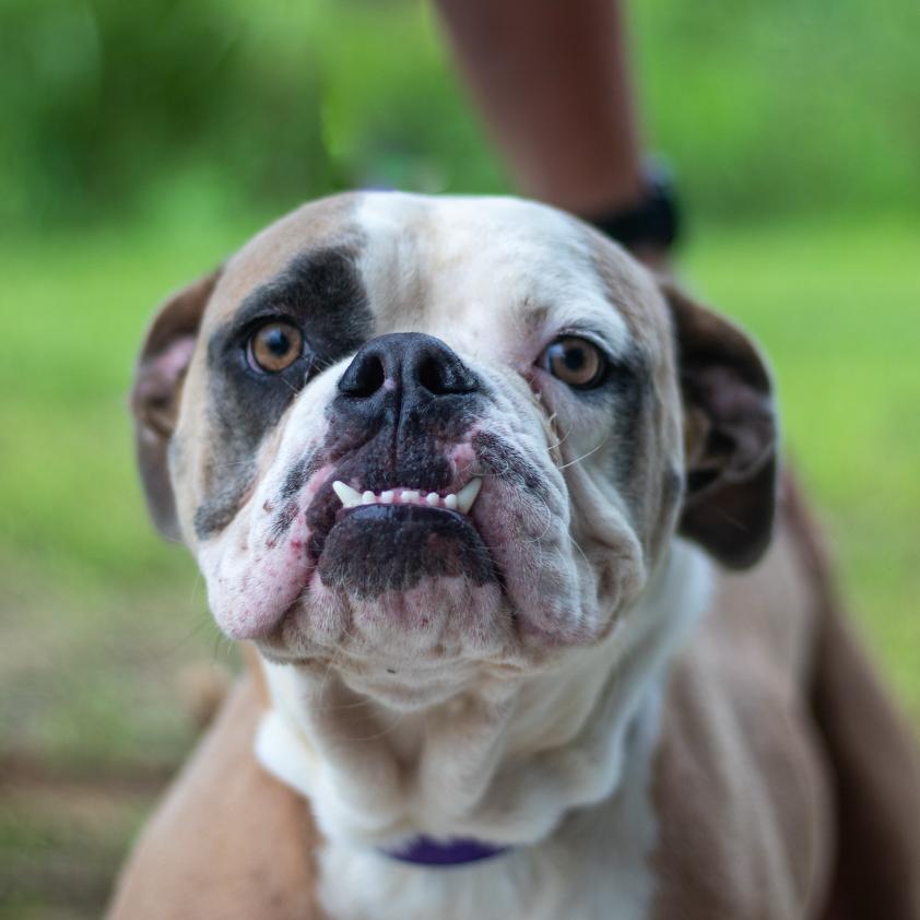 Enlarge Daffy, a Adoptable American Bulldog in Spokane, WA image 2/3