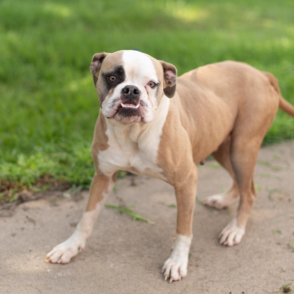 Enlarge Daffy, a Adoptable American Bulldog in Spokane, WA image 3/3