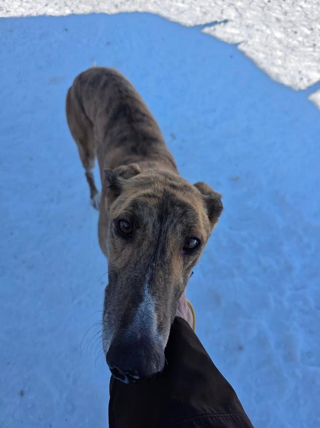 Enlarge Blur, a ADOPTABLE Greyhound in Goshen, IN image 3/3