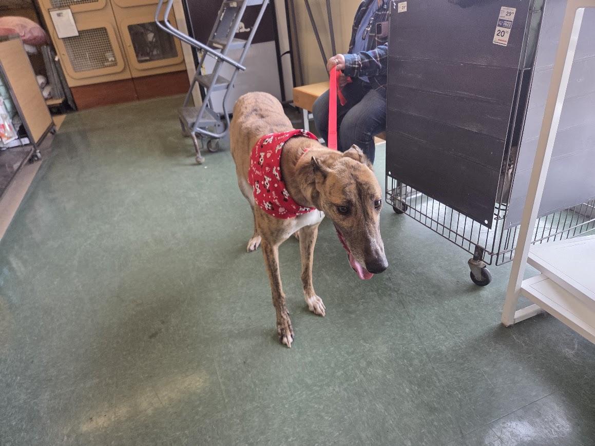 Enlarge Blur, a ADOPTABLE Greyhound in Goshen, IN image 2/3