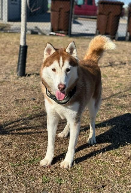 JAKE, adopted, Young Male Siberian Husky.