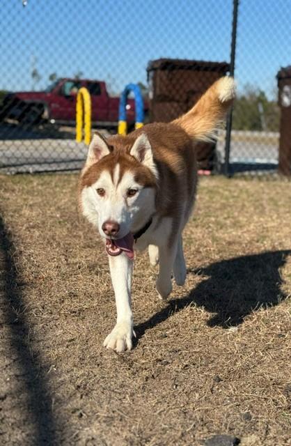 Enlarge JAKE, an adopted Siberian Husky in Lynn Haven, FL image 2/4