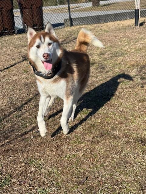 Enlarge JAKE, an adopted Siberian Husky in Lynn Haven, FL image 3/4