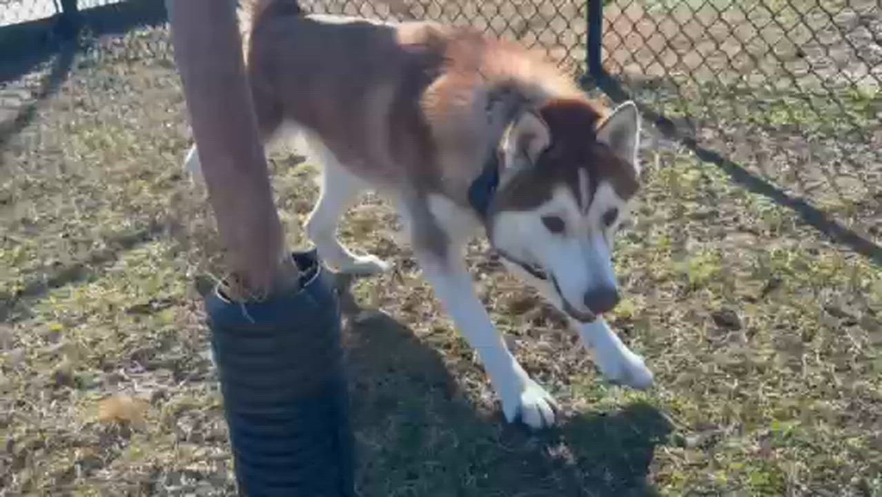 Enlarge JAKE, an adopted Siberian Husky in Lynn Haven, FL video 4/4