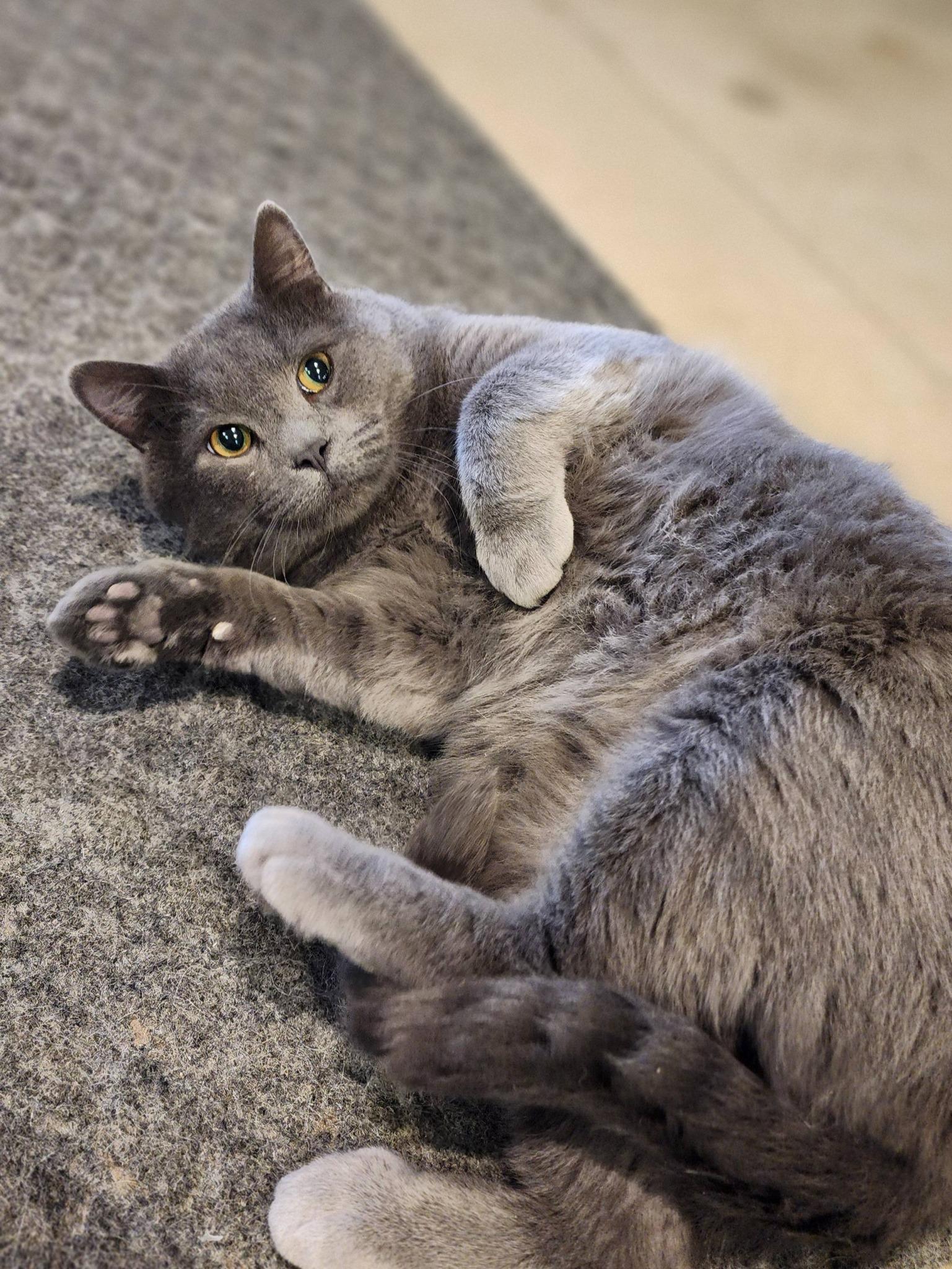 Smokey, ADOPTABLE, Adult Male Domestic Short Hair.